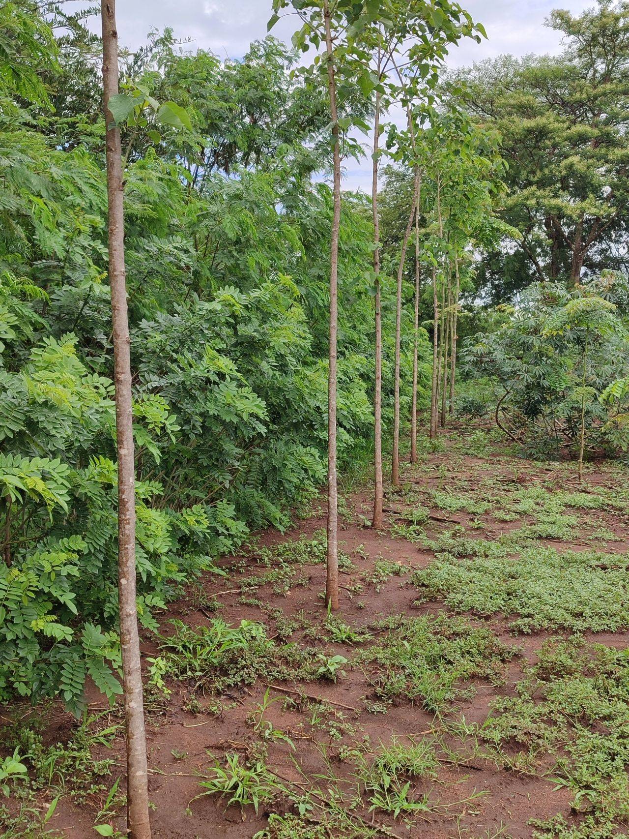 Tall, slender trees line a path through a green, lush forest with patches of grass and earthy brown soil.