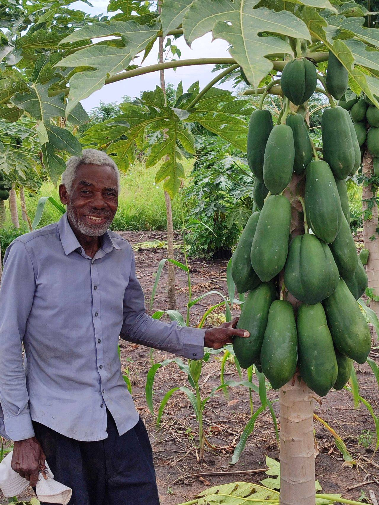 An elderly man stands beside a papaya tree, smiling and pointing at a cluster of green papayas hanging from the trunk in a lush garden.