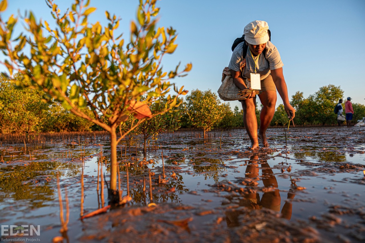 Earthly High-quality Projects - Mangroves in Madagascar