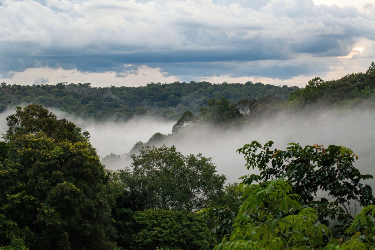 Earthly Nature Based Solutions Forests