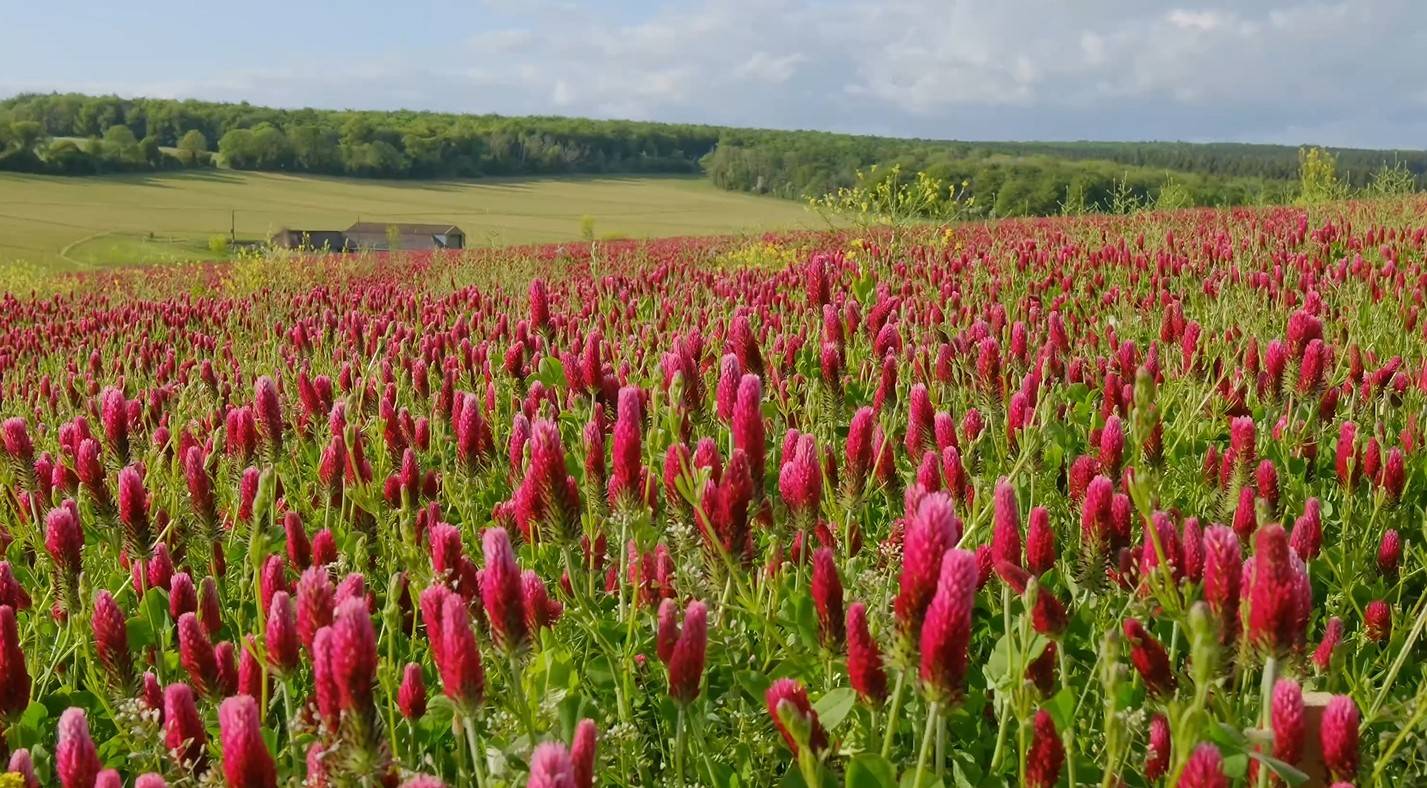 A vibrant field of red clover flowers stretches towards the horizon, with a dense green forest and a few buildings in the background.