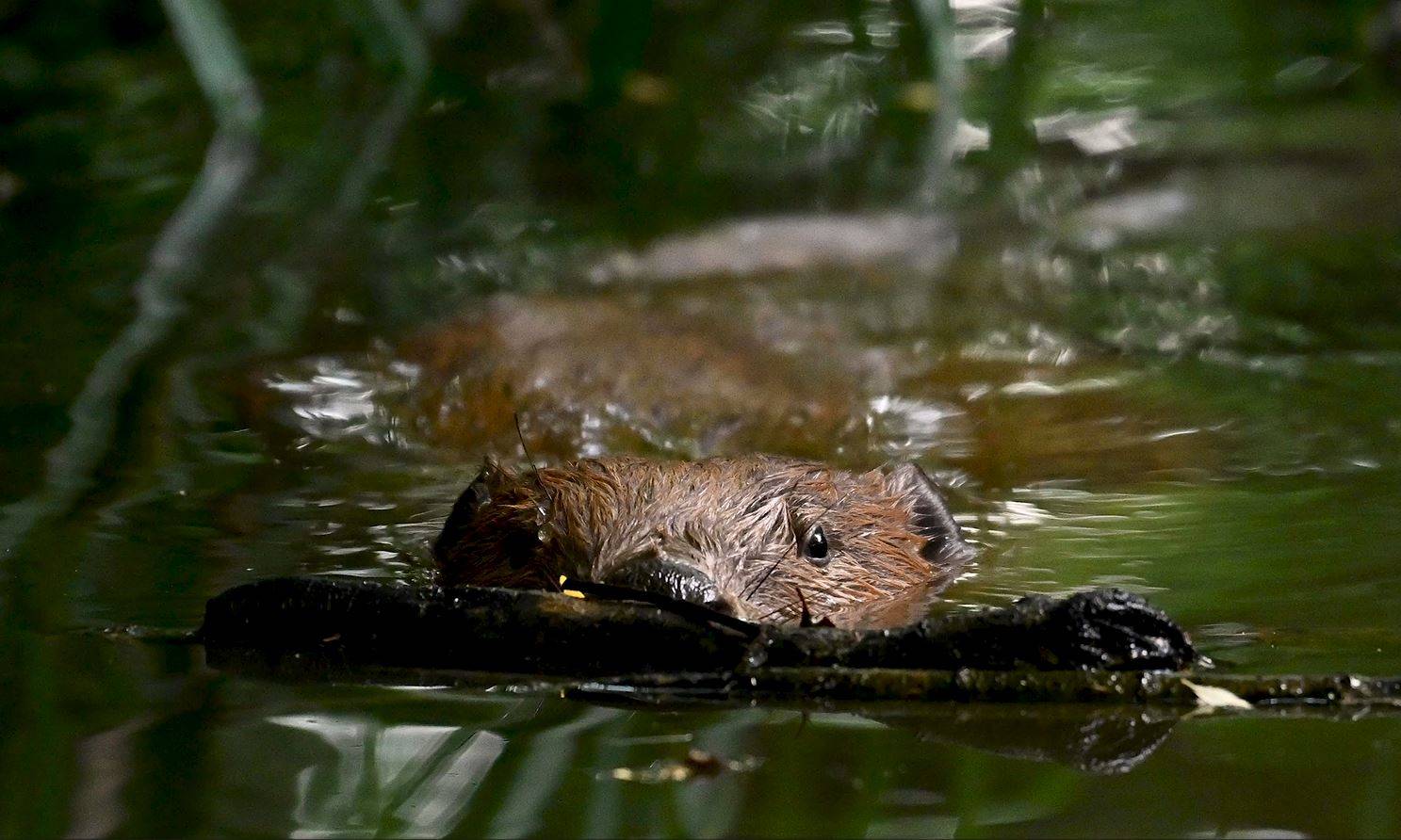 A beaver swimming in water, partially submerged, carrying a branch in its mouth, surrounded by reflections and greenery.