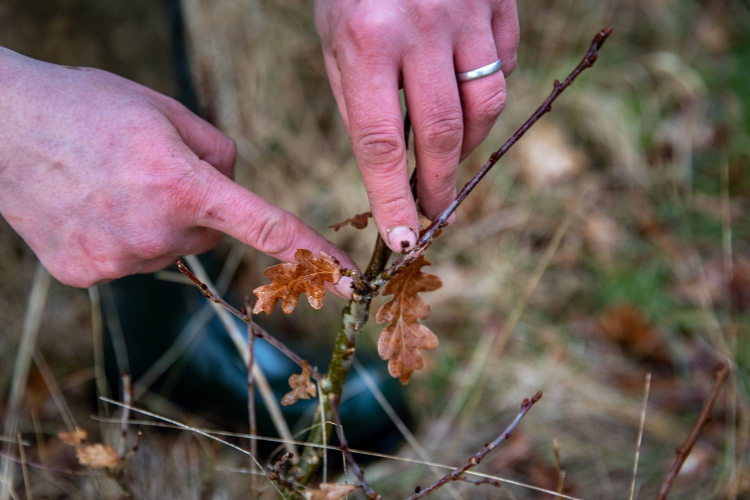 Hands examining a small branch with brown, dry leaves in a grassy area. One hand wears a silver ring.