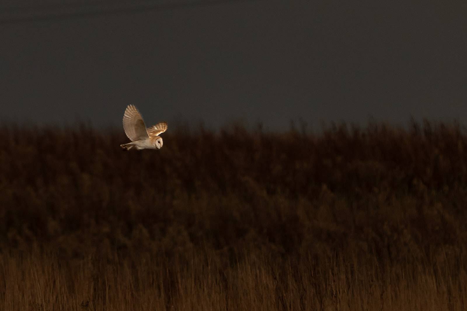 A barn owl glides low over a field at dusk, its white feathers contrasting against the dark sky and brown grasses.