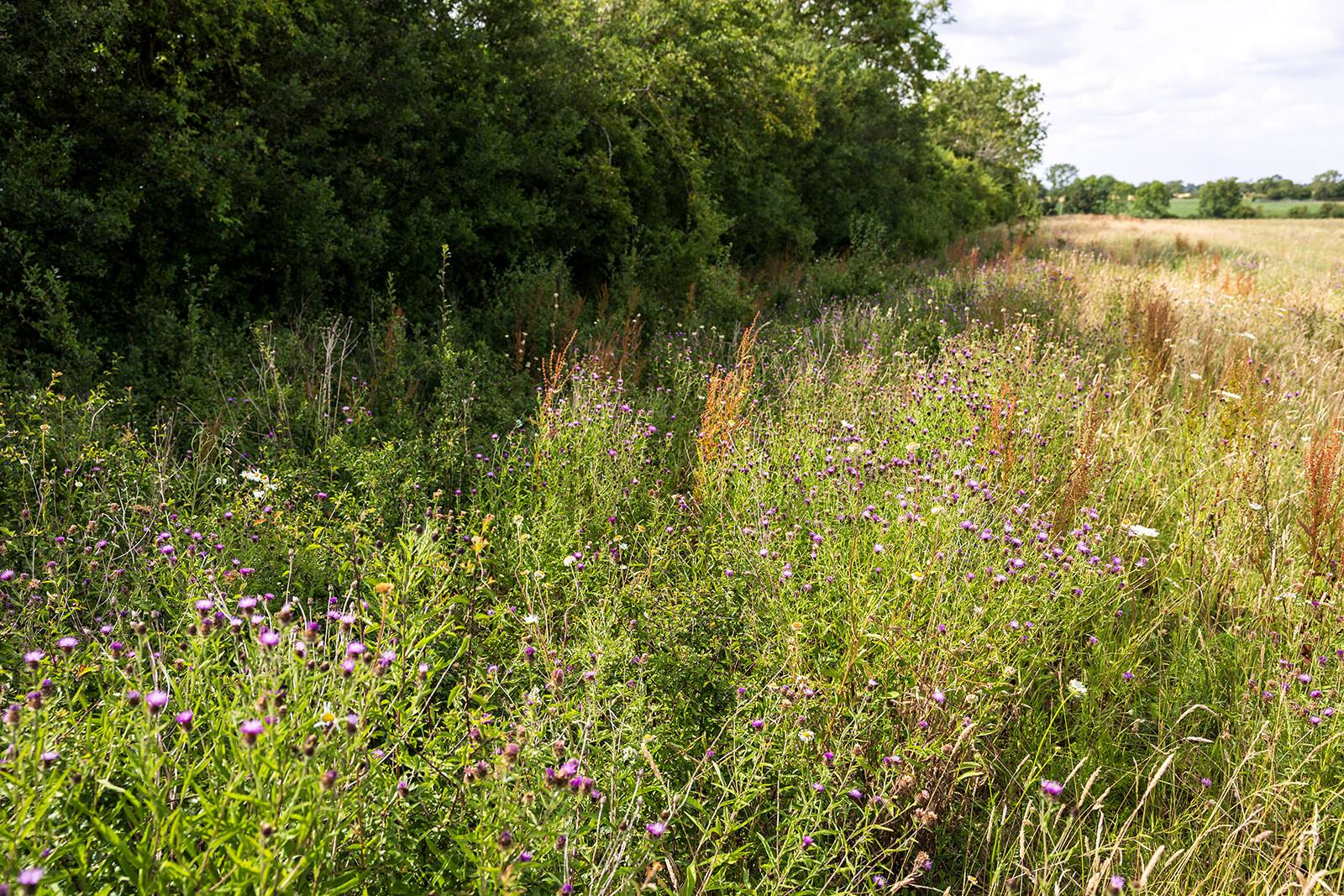 A meadow with green grass and purple wildflowers next to dense, leafy trees under a partly cloudy sky.