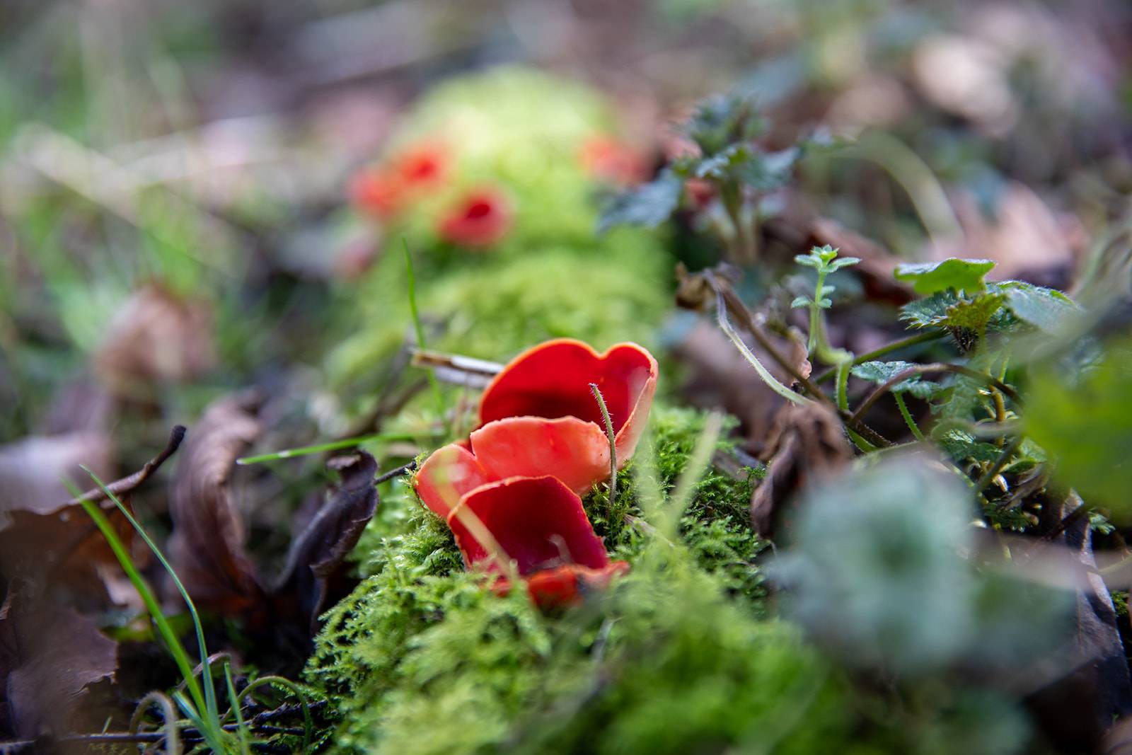 Vibrant red mushrooms growing on lush green moss, surrounded by blurred foliage in a natural forest setting.
