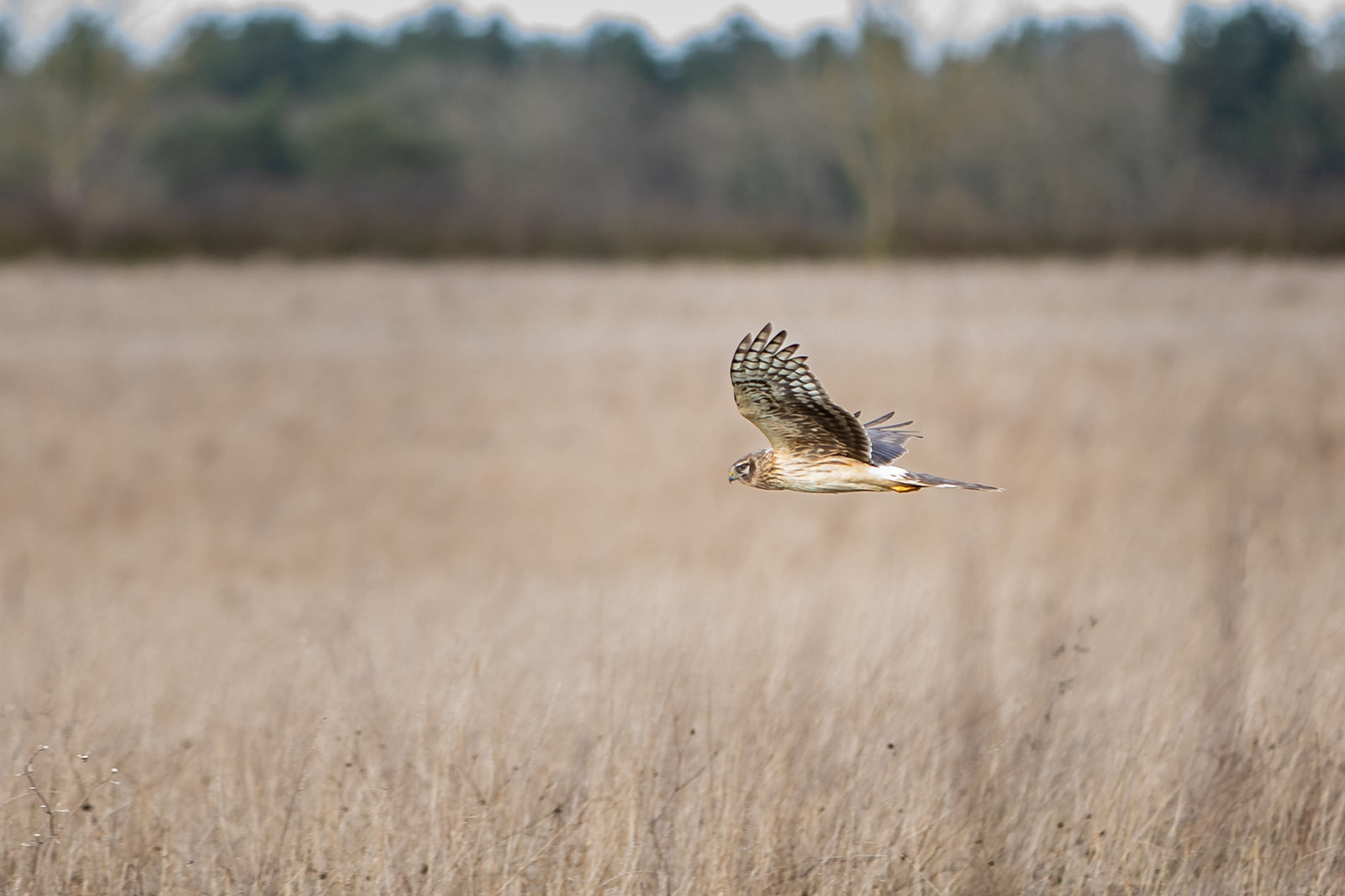 A hawk flying low over a field of dry grass, with blurred trees in the distant background.