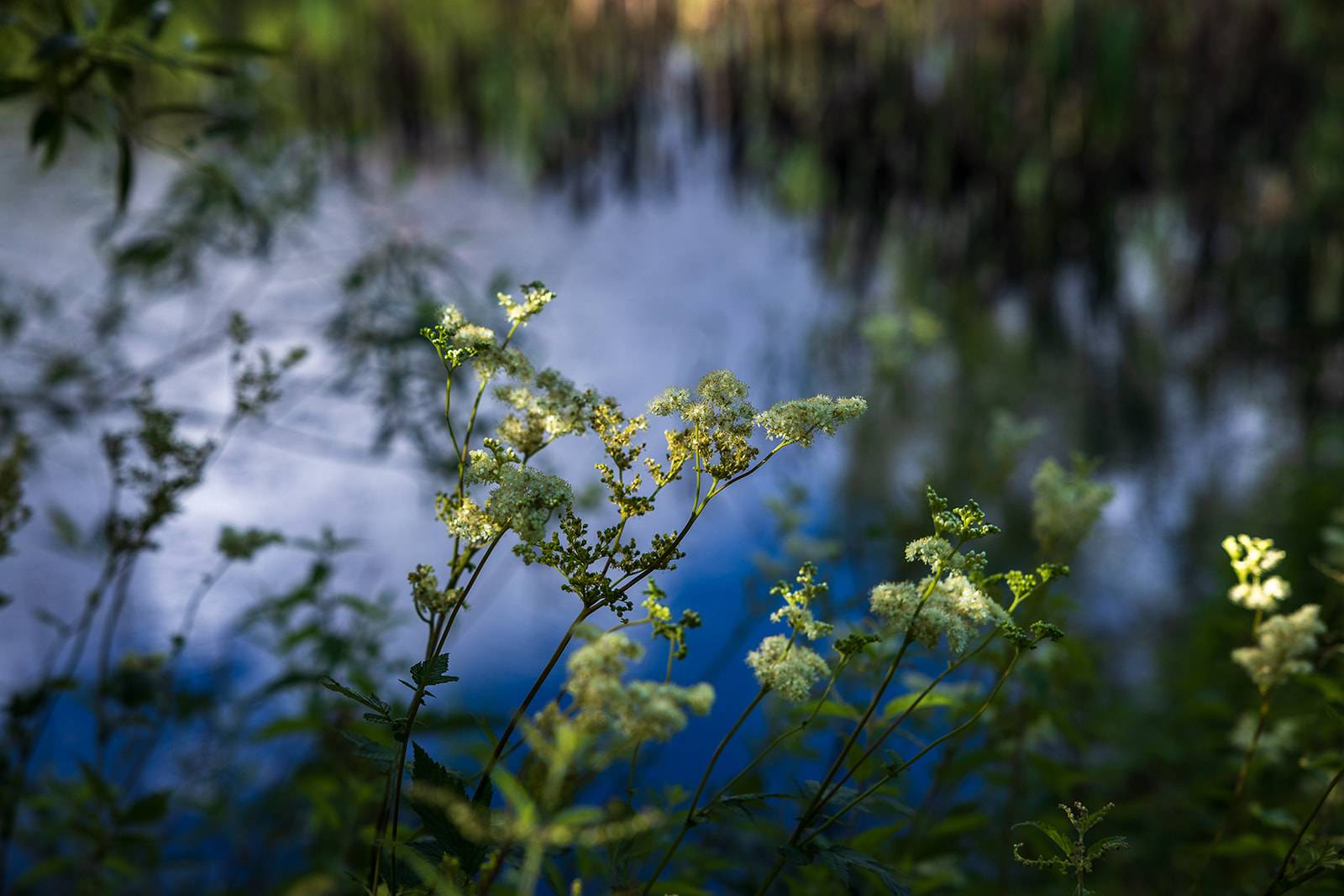 Boothby Wildland landscape, credit Jonathan Perugia for Nattergal