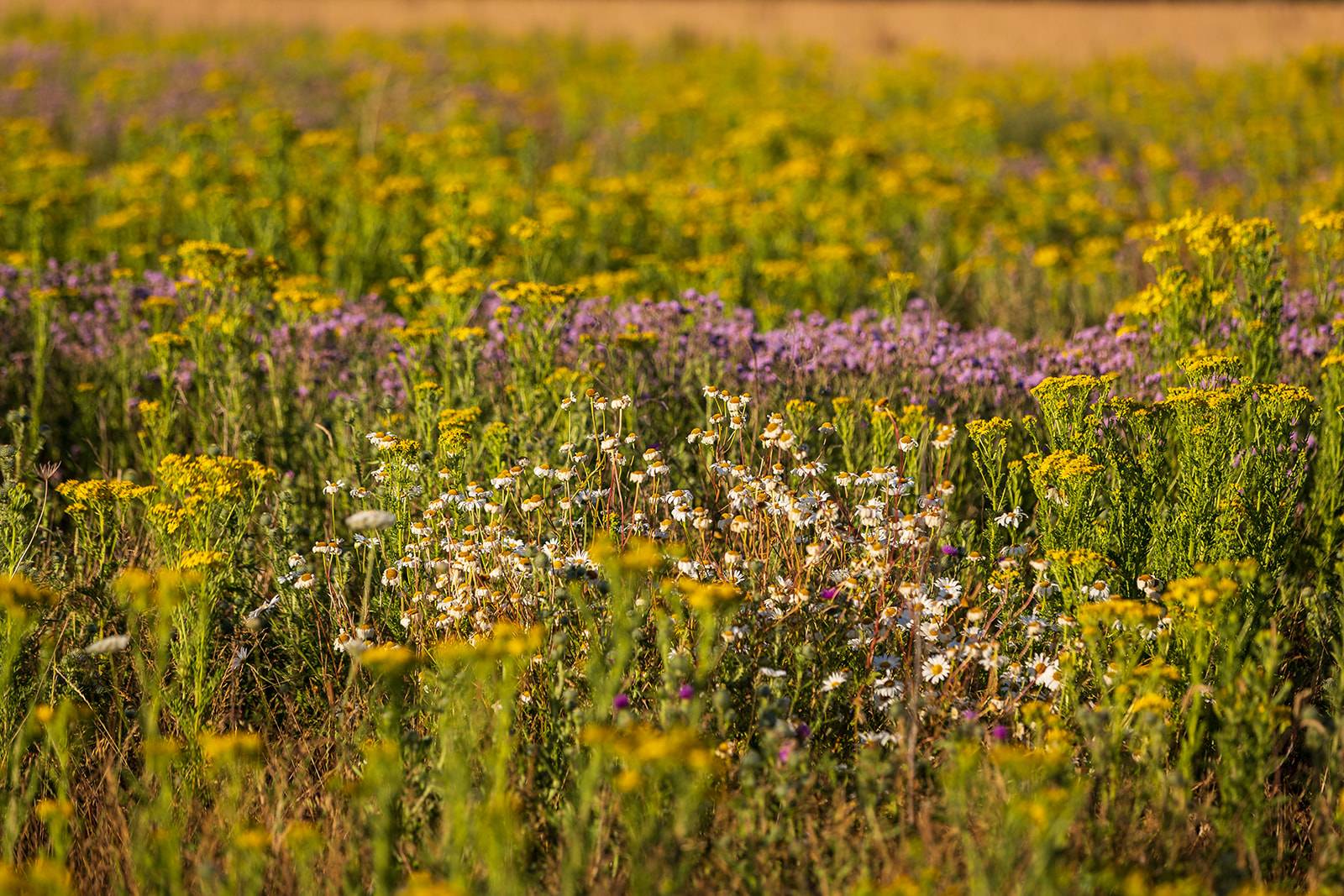 Boothby Wildland wildflowers, credit Jonathan Perugia for Nattergal