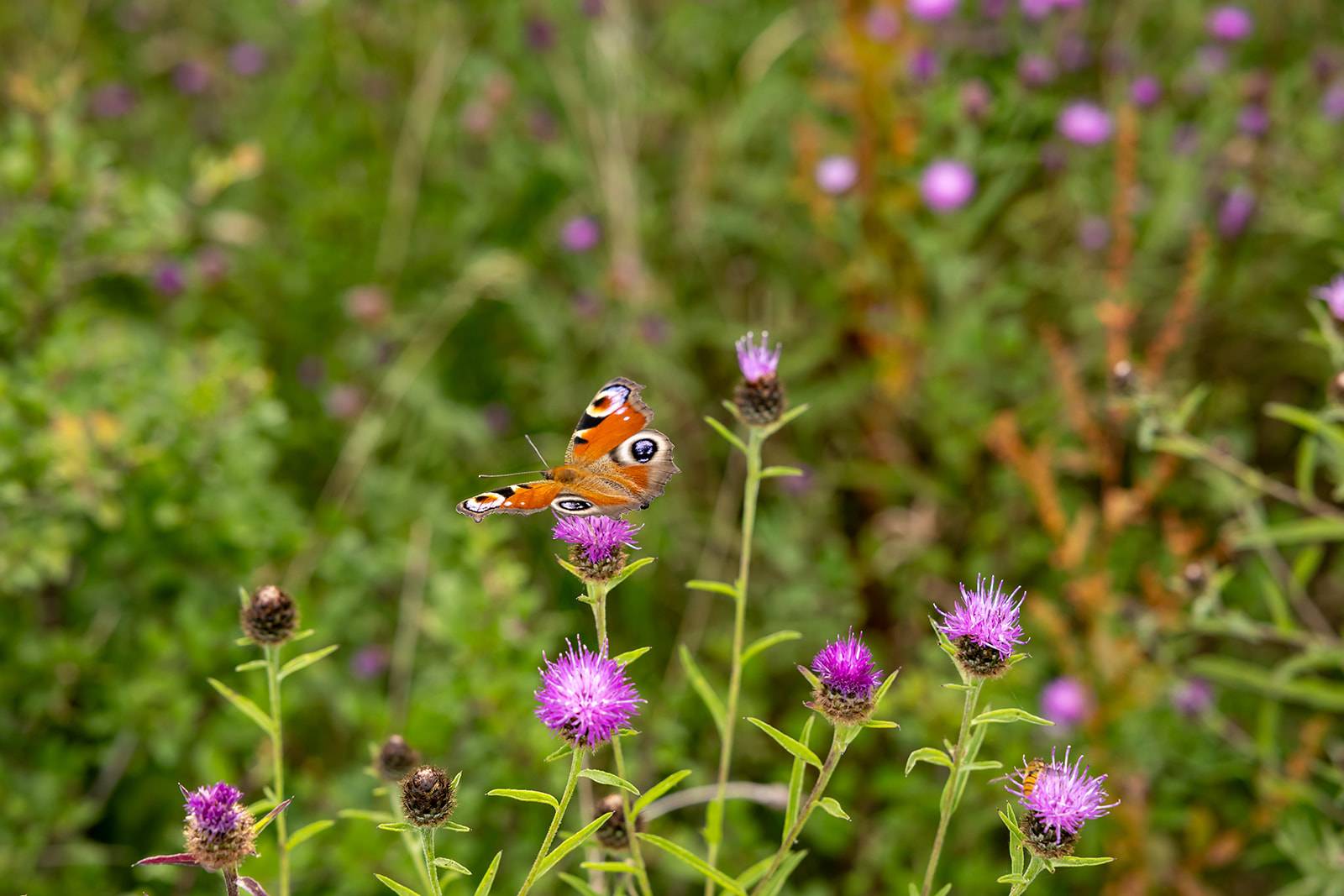Boothby Wildland peacock butterfly, credit Jonathan Perugia for Nattergal