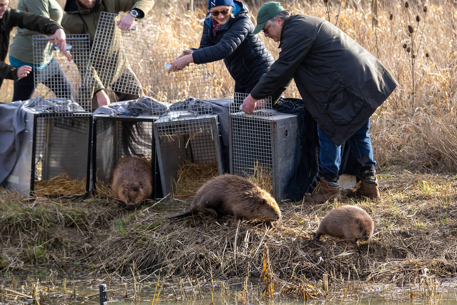 People releasing beavers from cages into a natural habitat at nattergal's Boothby Wildland, with grassy reeds in the background.