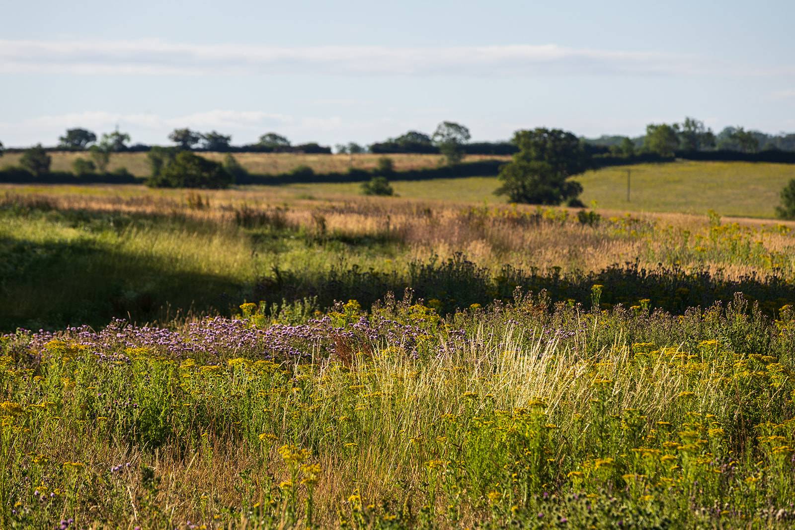 Boothby Wildland landscape, credit Jonathan Perugia for Nattergal