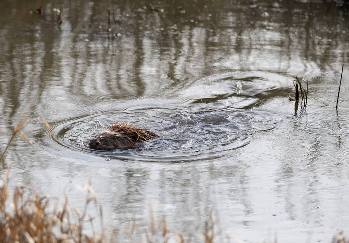 A beaver swims through a still, reflective pond at Nattergal's Boothby Wildland, creating ripples in the water. Sparse reeds and dry grass are visible around the pond.