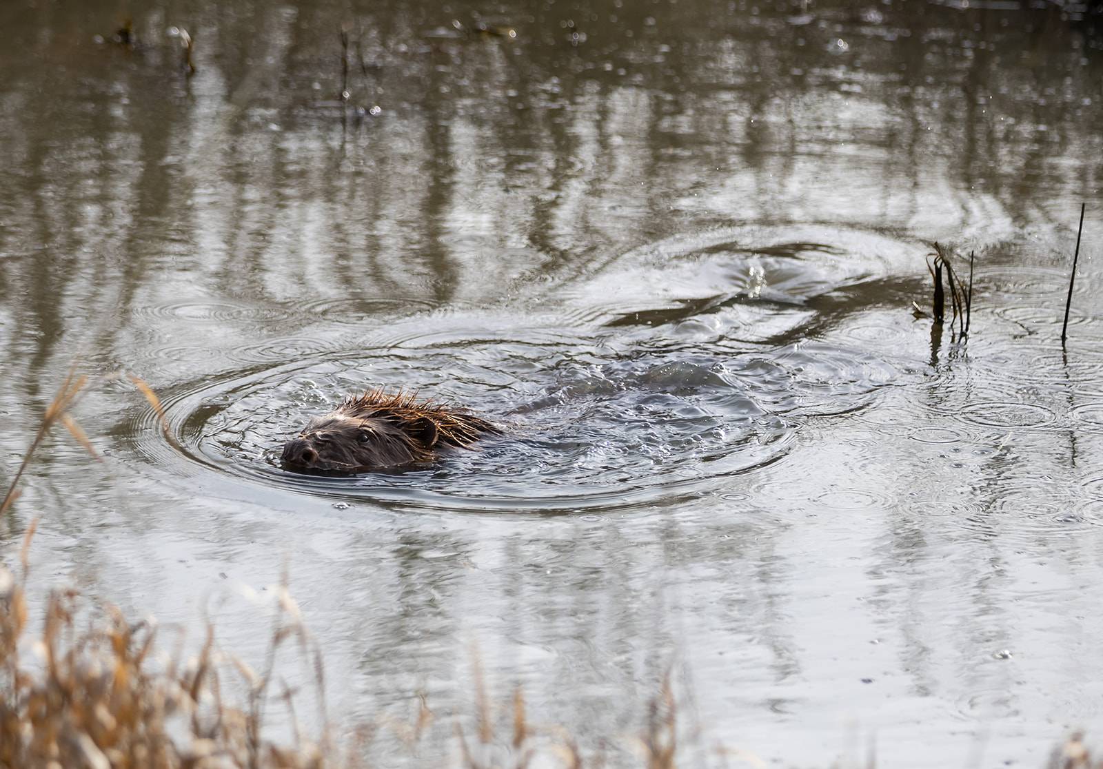 A beaver swims through a still, reflective pond at Nattergal's Boothby Wildland, creating ripples in the water. Sparse reeds and dry grass are visible around the pond.