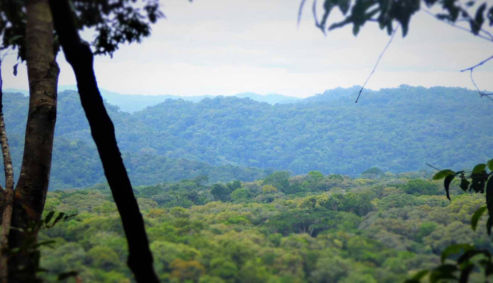 Lush green forest landscape with rolling hills, framed by tree trunks in the foreground and a cloudy sky in the background.