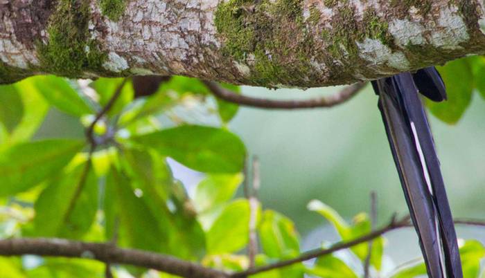 A bird with long tail feathers perched on a mossy branch, surrounded by green leaves.