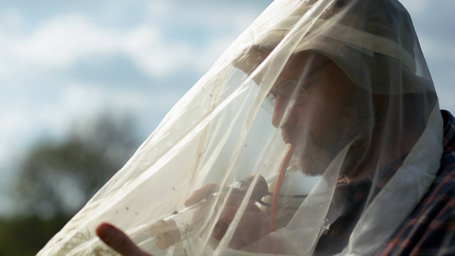 Man wearing a protective net examines a specimen tube outdoors, using a tube to interact with the contents.
