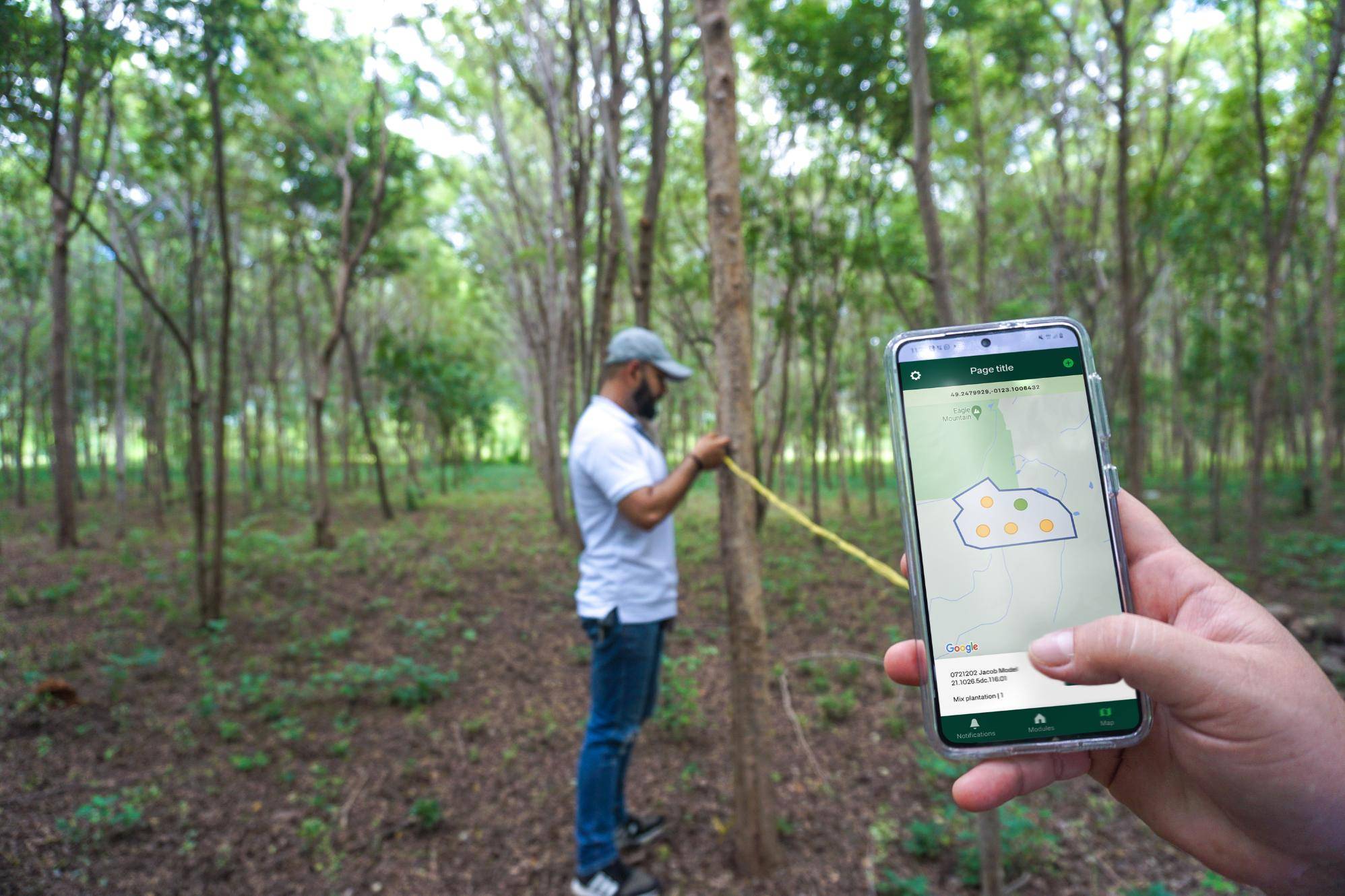 Person measuring a tree in a forest using a tape measure, while another hand holds a smartphone displaying a mapping app.