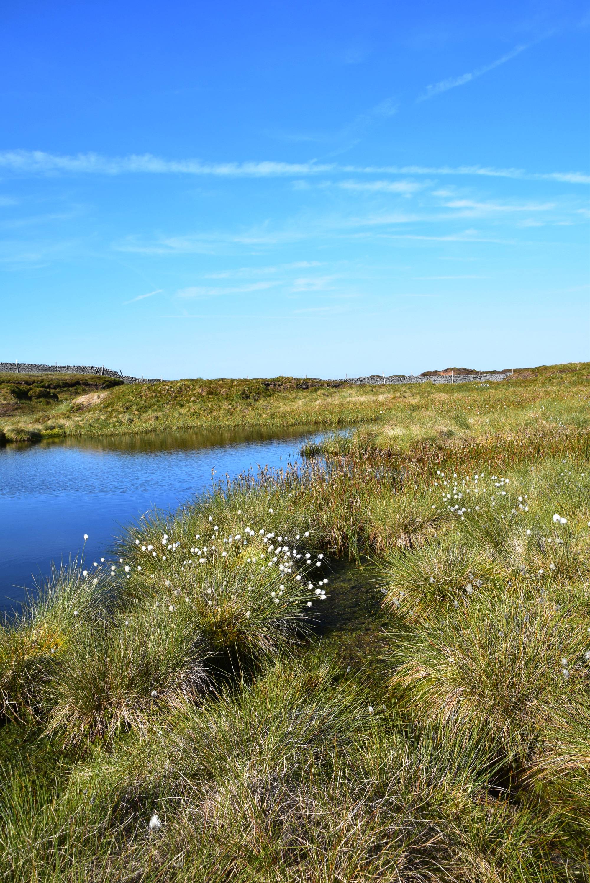A tranquil pond surrounded by grassy banks and white wildflowers under a clear blue sky.