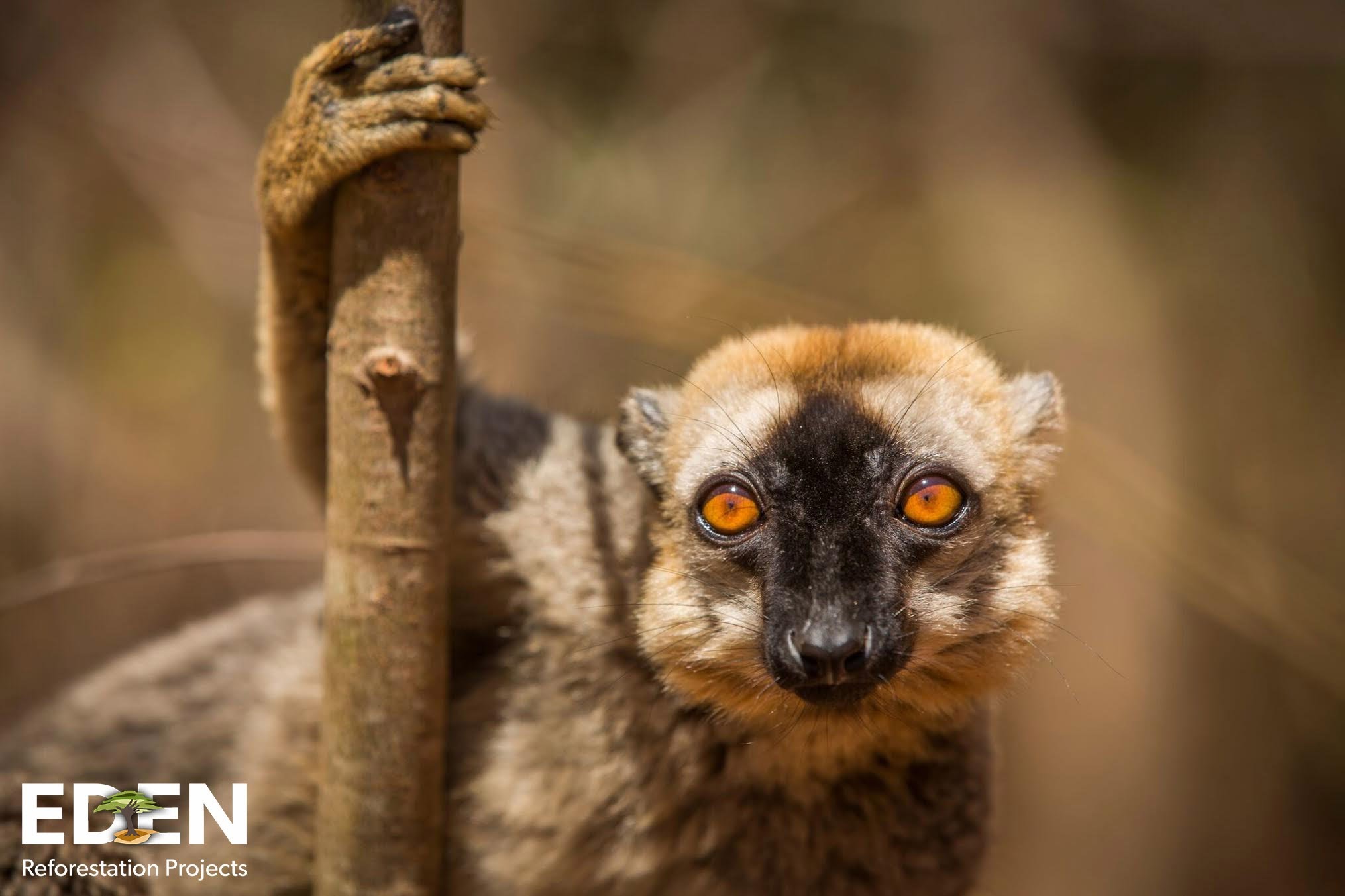 Earthly Madagascar Project Lemur