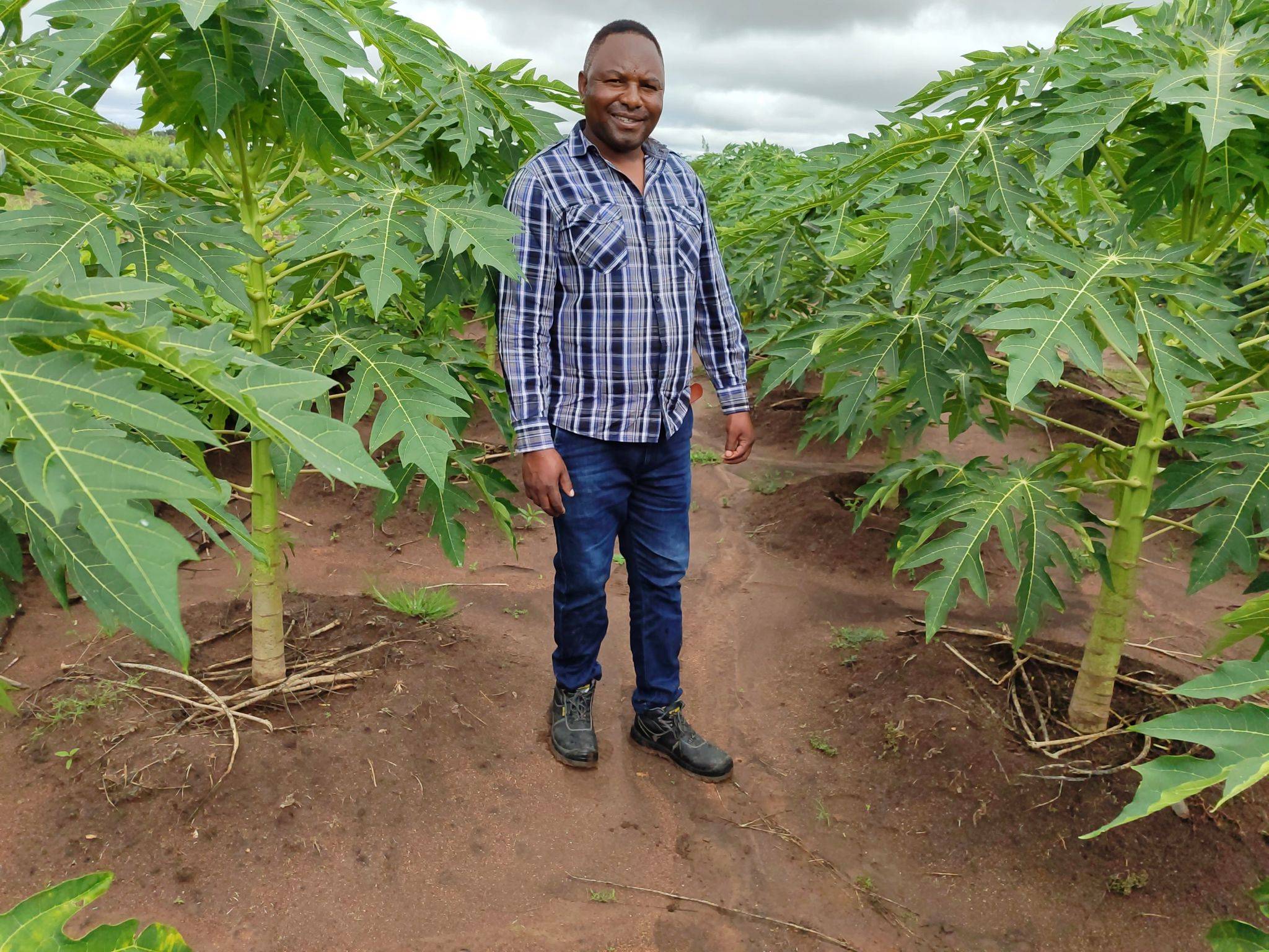 A man in a plaid shirt and jeans stands smiling amid lush green papaya plants on a farm under a cloudy sky.