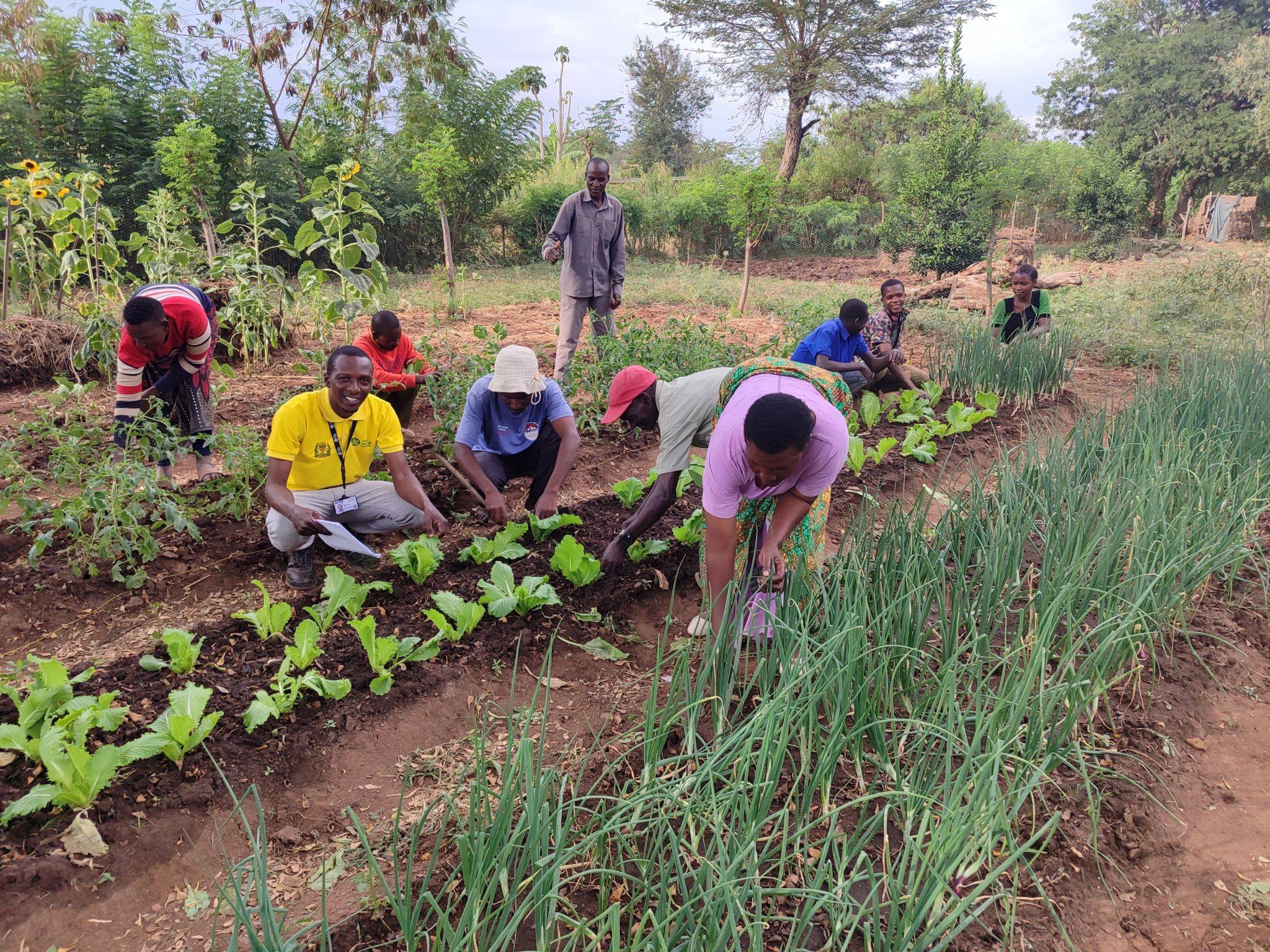 People gardening in a lush vegetable garden, tending to rows of lettuce, onions, and other plants, surrounded by greenery and trees.