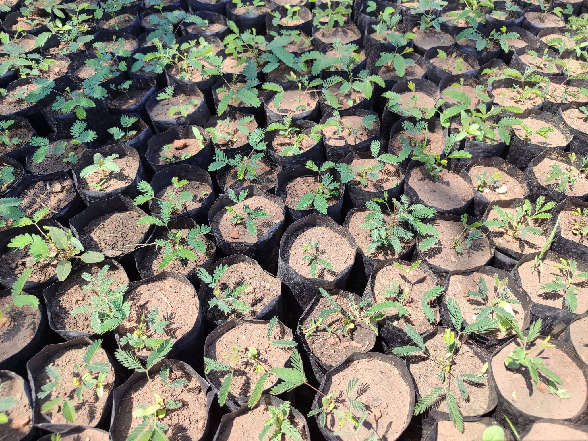 Seedlings in small black bags arranged neatly, each with green leaves sprouting from the soil, forming a dense pattern.
