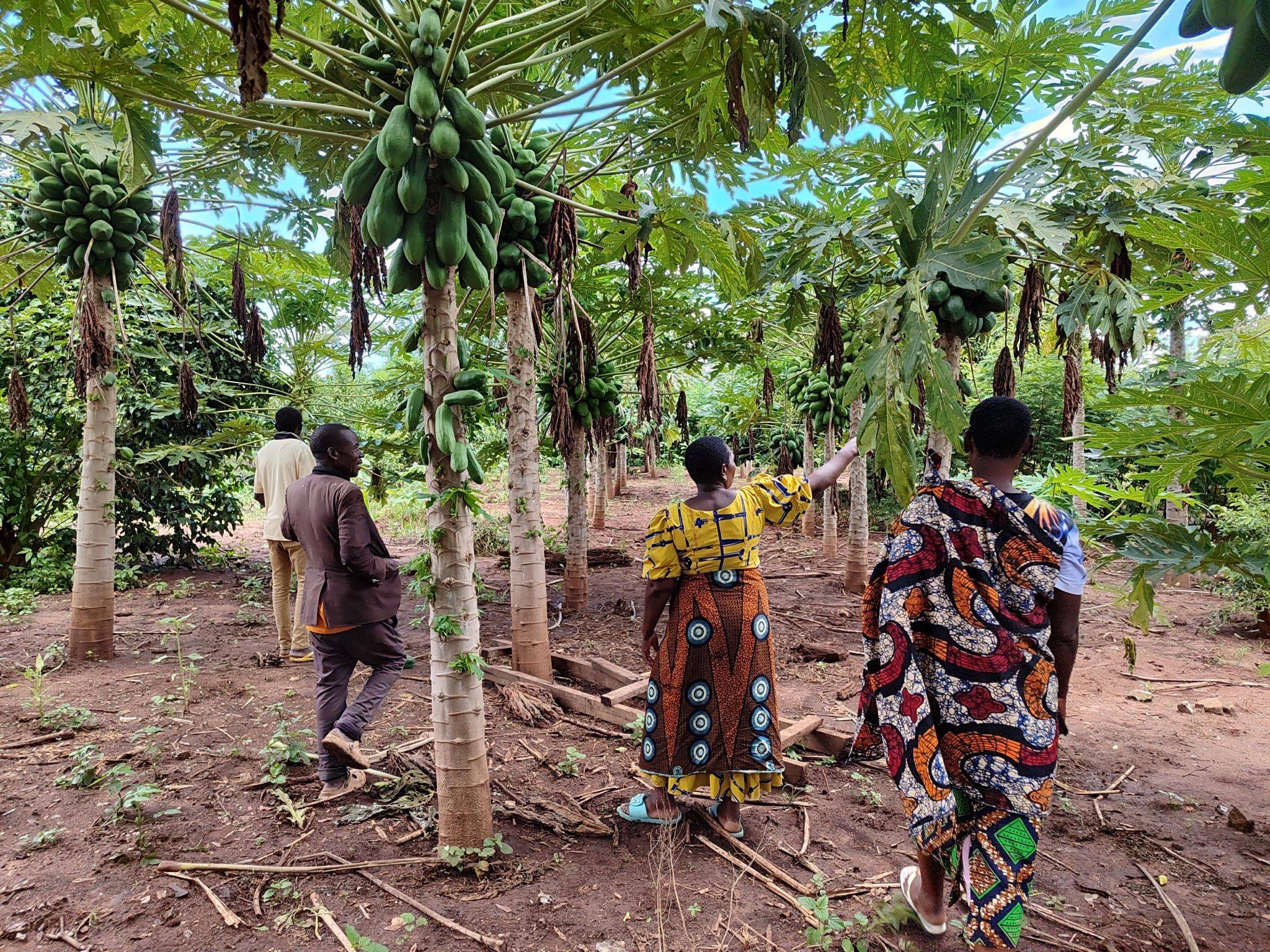 A group of people in vibrant clothing walk through a lush papaya orchard, with ripe fruit hanging prominently from the trees.