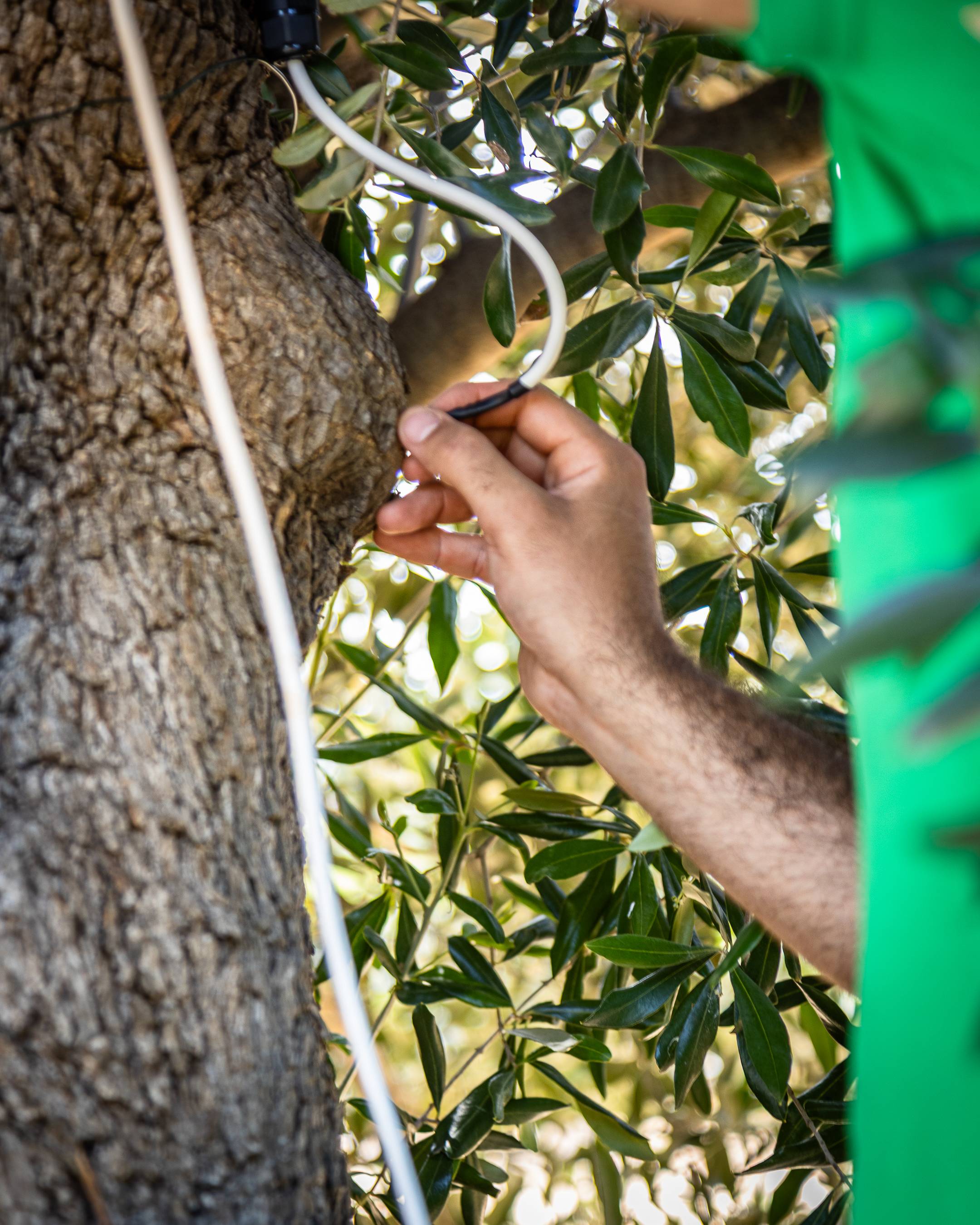 A person in a green shirt inserts a sensor into the trunk of a tree surrounded by green leaves.