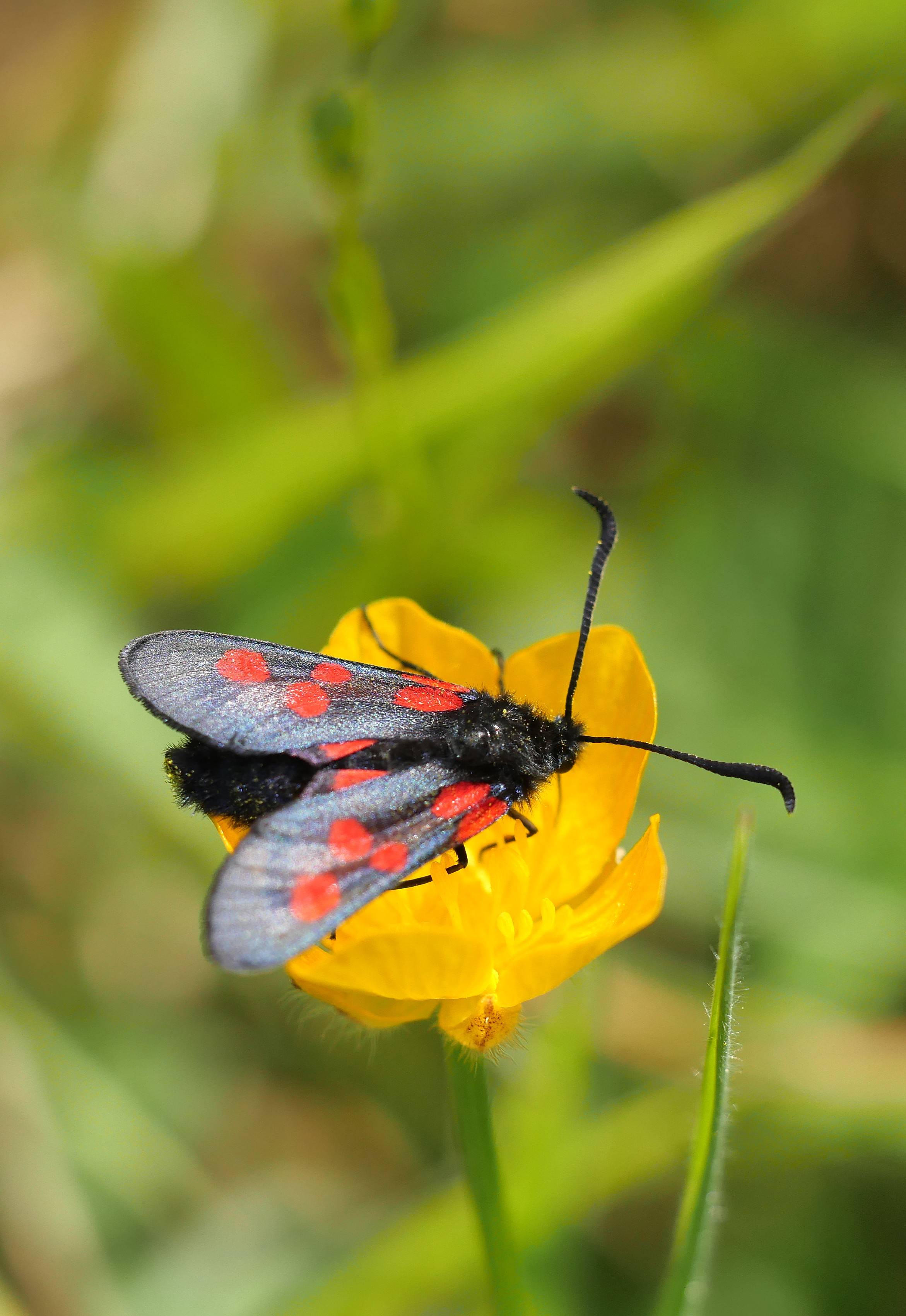 A black and red-spotted moth rests on a vibrant yellow flower, surrounded by lush green foliage.