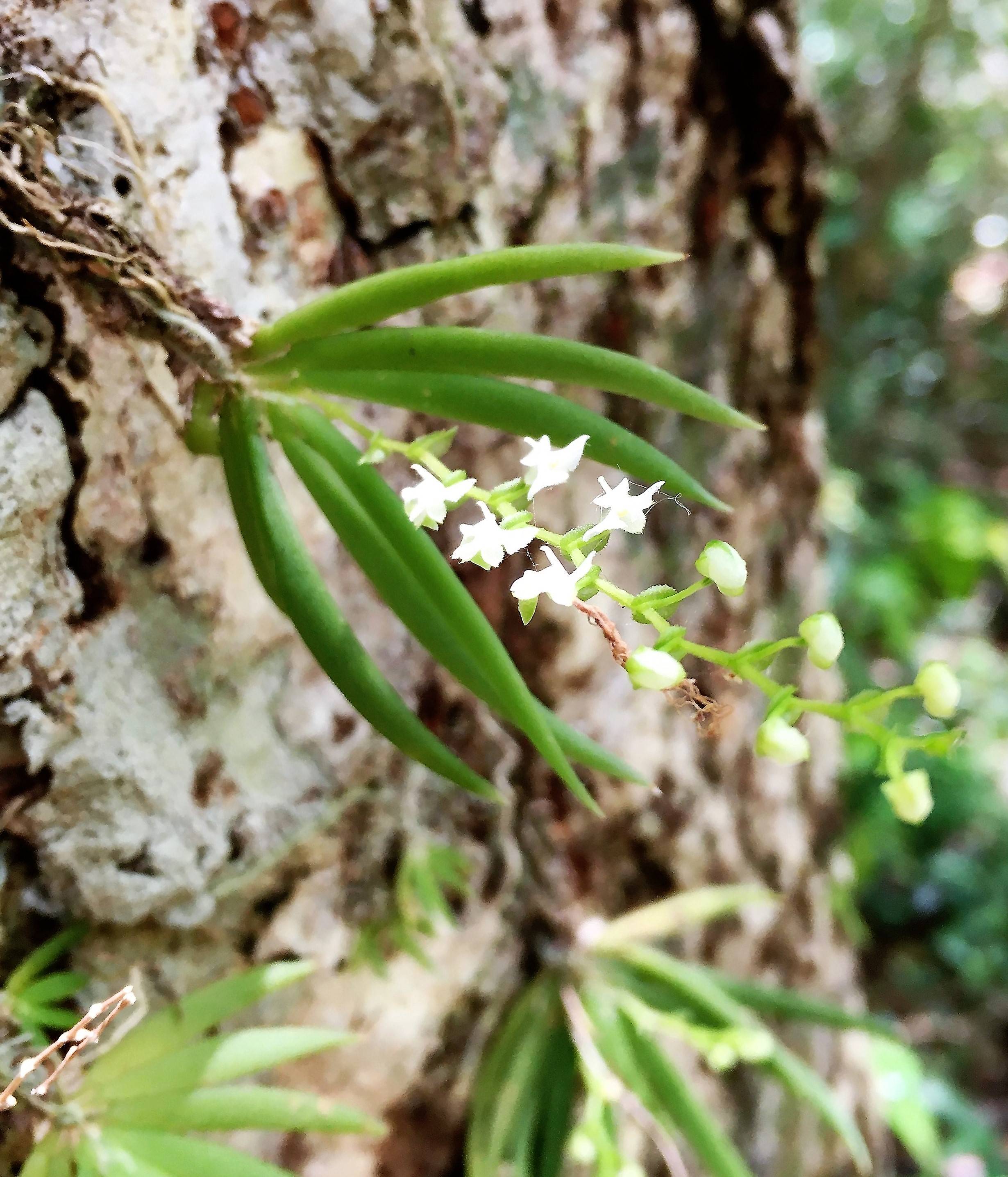 Small white flowers and green leaves growing on a textured tree bark in a forest setting.