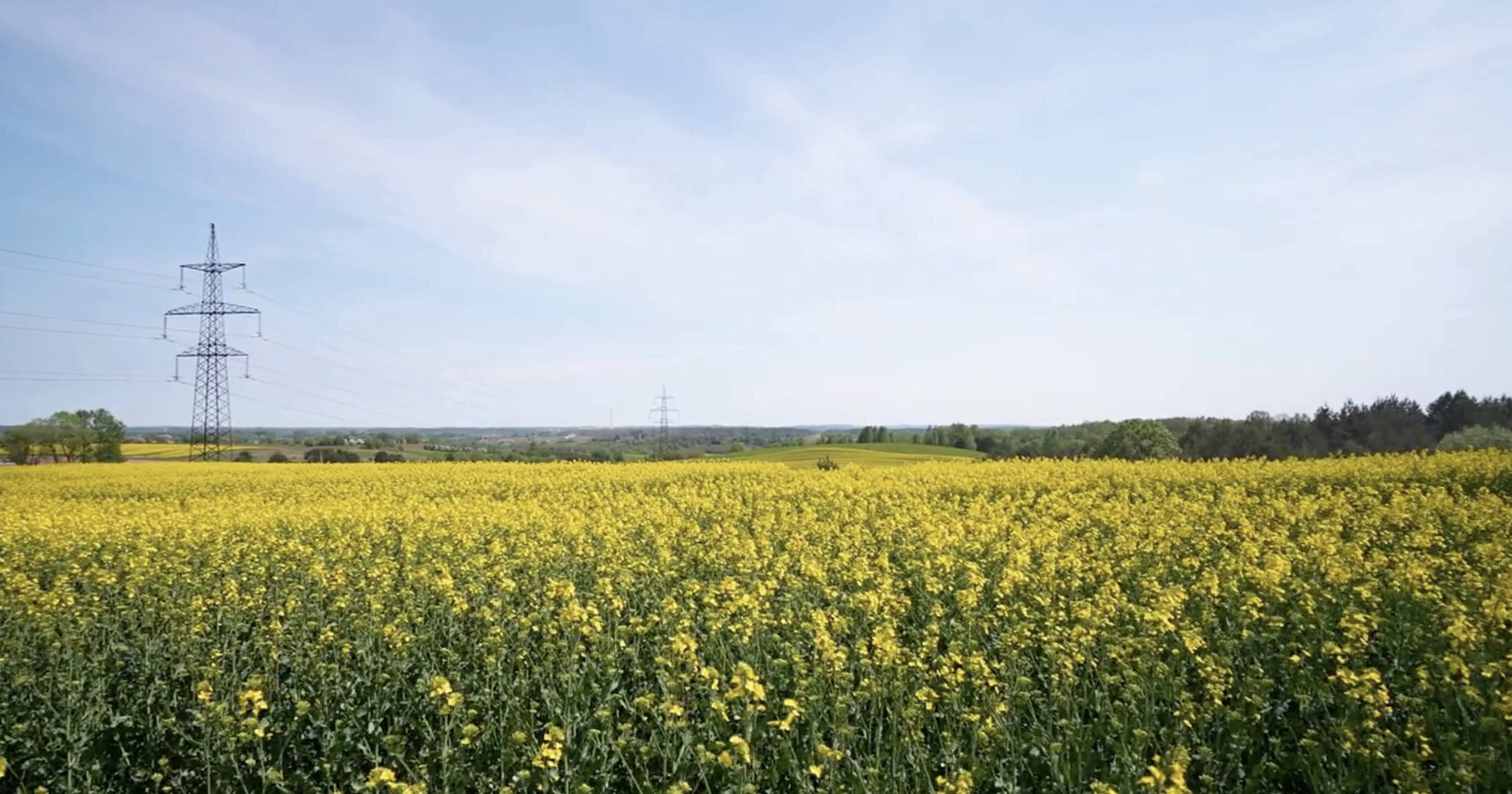 A vast field of vibrant yellow flowers under a clear blue sky, with tall power lines in the distance.