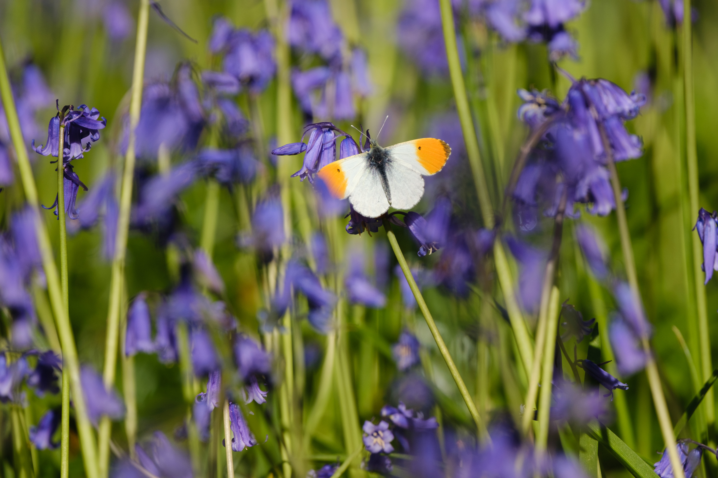 Butterfly with orange and white wings perched on a bluebell flower, surrounded by a lush field of purple blooms.