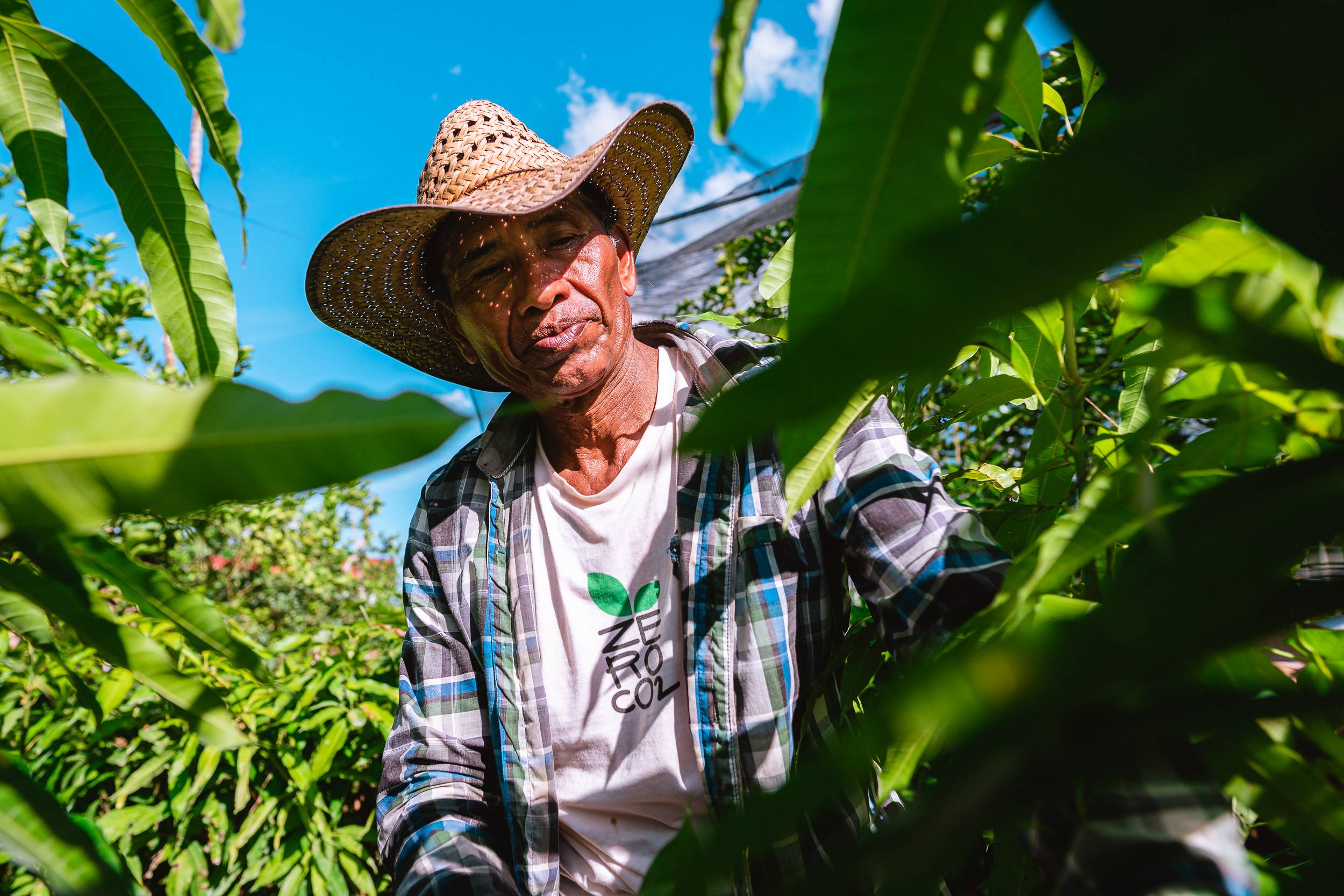 A farmer in a straw hat and plaid shirt works among lush green plants under a clear blue sky.