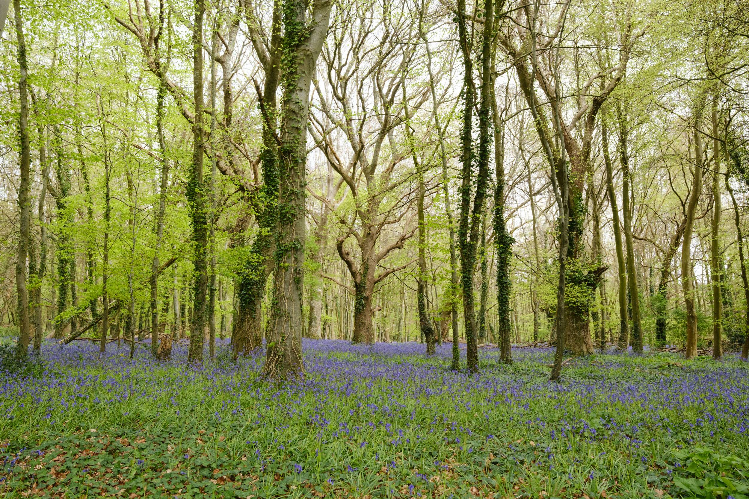 Forest with trees covered in lush green leaves and scattered purple bluebells on the forest floor, creating a serene and picturesque scene.