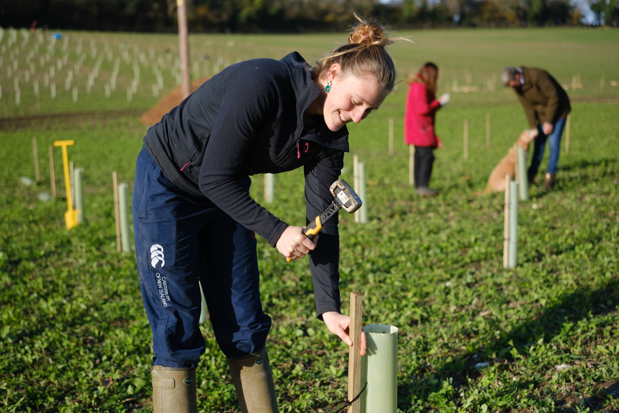 A woman in a field hammers a wooden stake beside a protective tube for a tree sapling, with two other people working in the background.