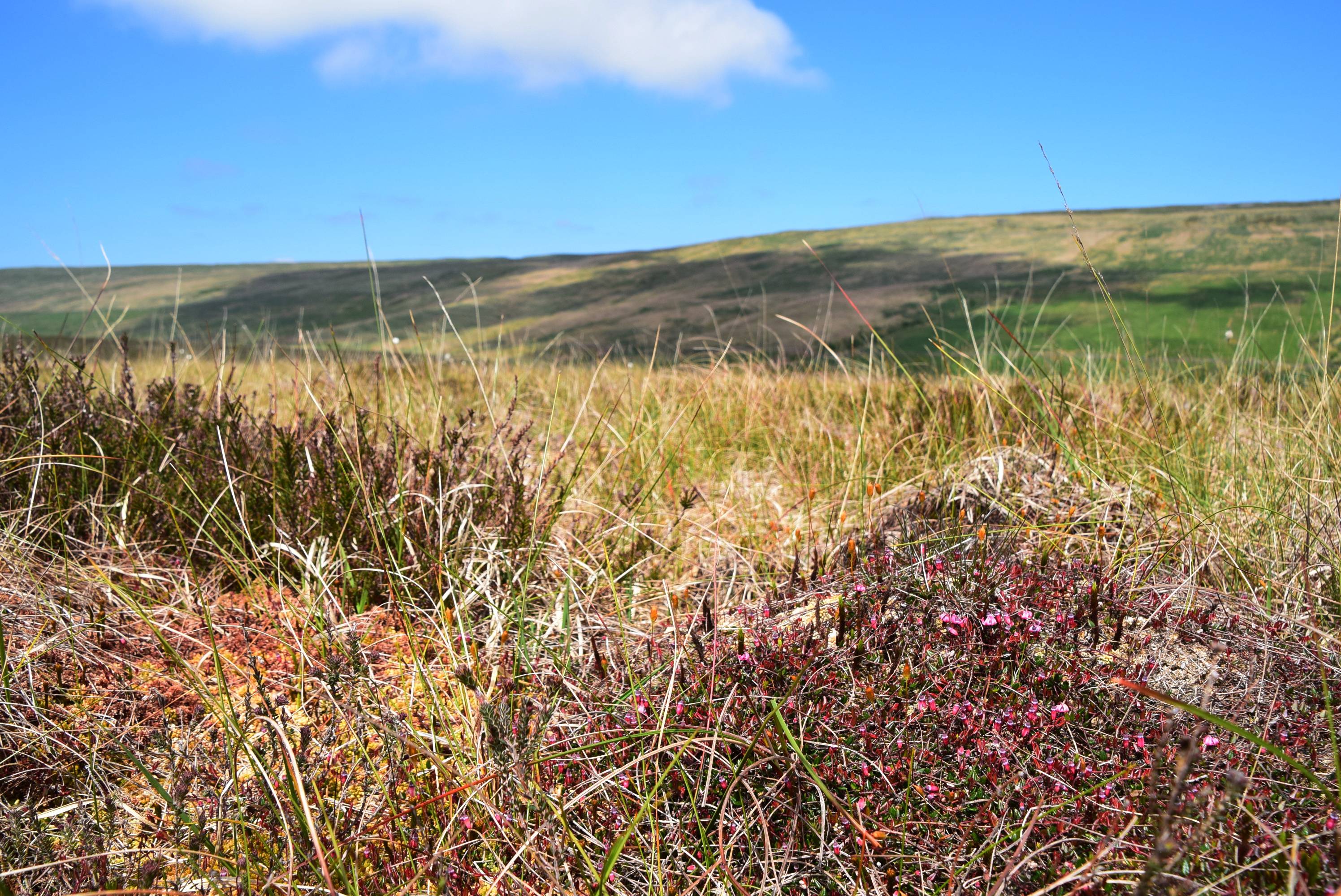 A scenic view of a grassy moorland with pink wildflowers in the foreground, under a clear blue sky with a few clouds.
