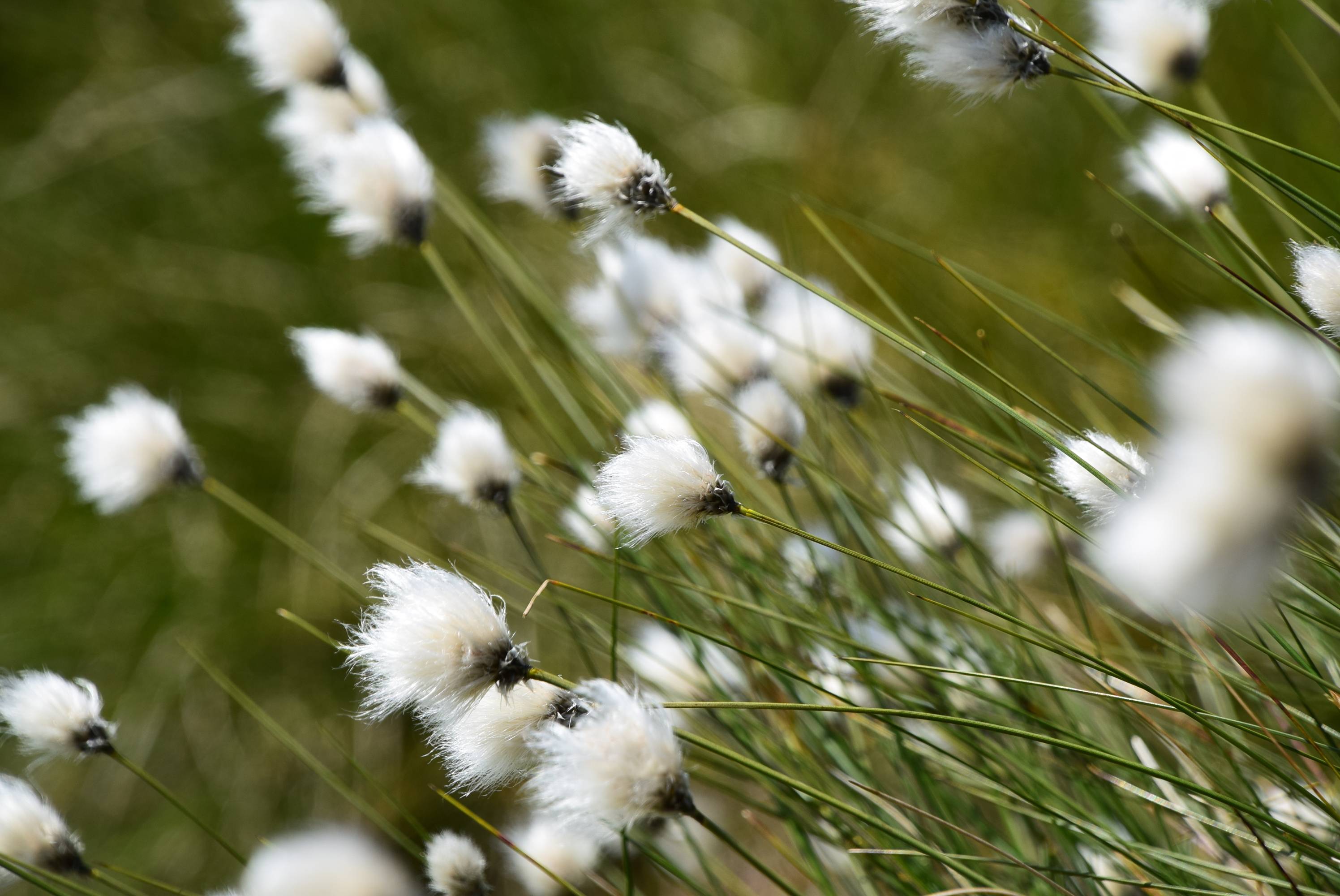 Close-up of fluffy white cotton grass swaying in the wind against a blurred green background.