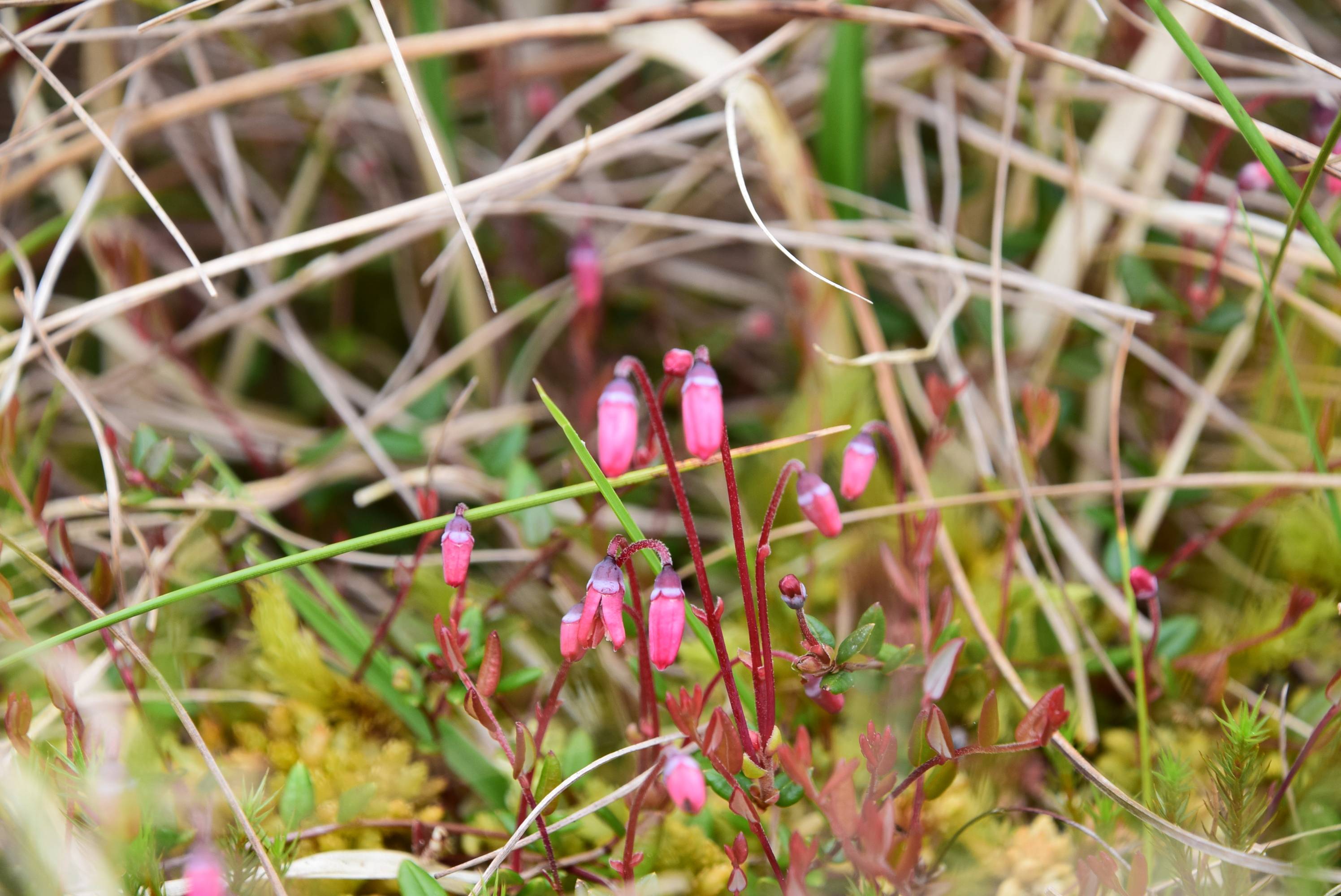 Small pink flowers with bell-shaped blooms surrounded by grass and thin, dry twigs in a natural setting.