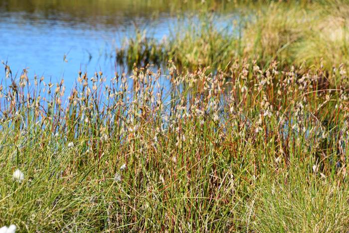 Tall grasses and wildflowers by the edge of a calm blue lake, under a clear sky.