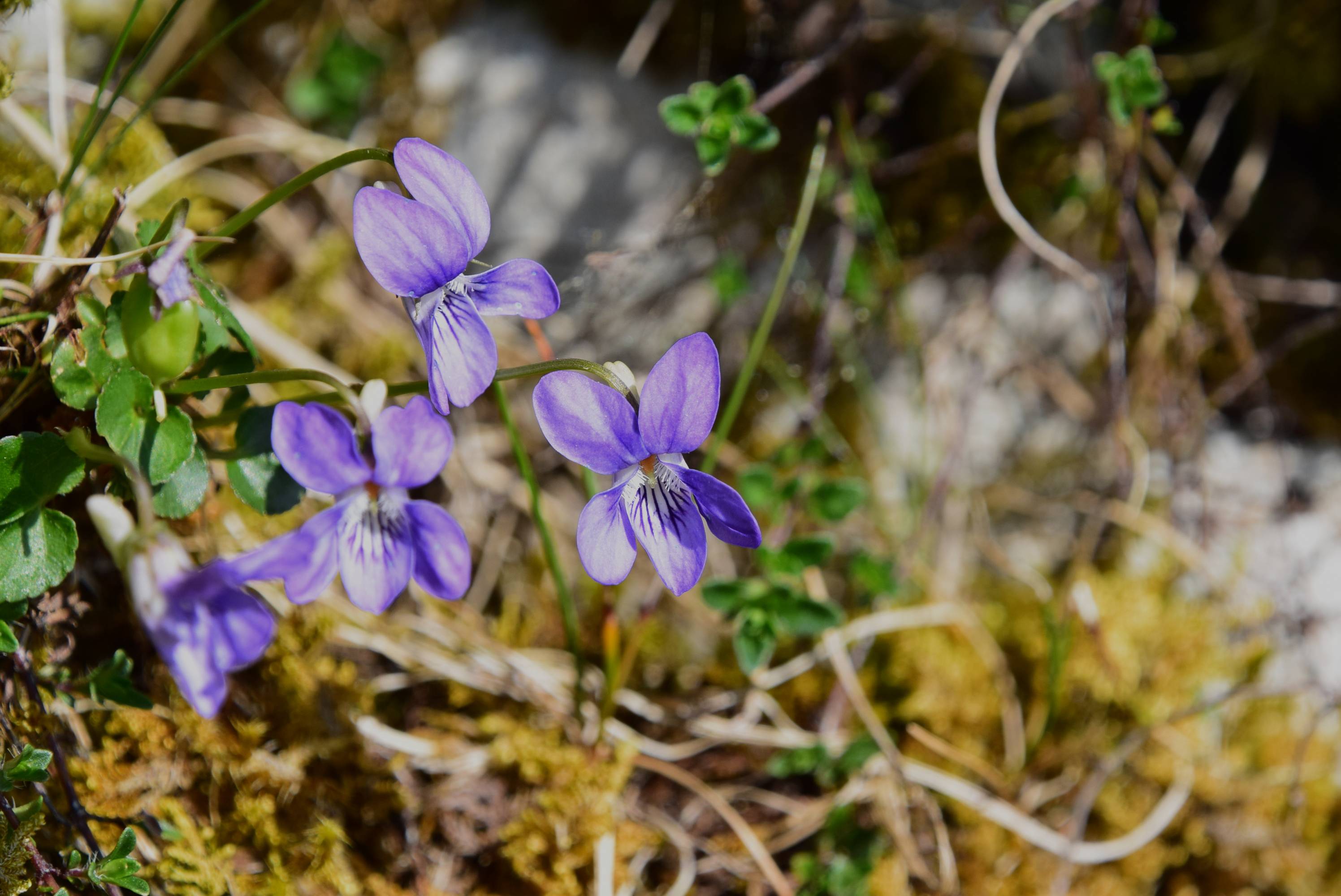 Close-up of vibrant purple flowers with green leaves, surrounded by brown and green foliage on a sunny day.