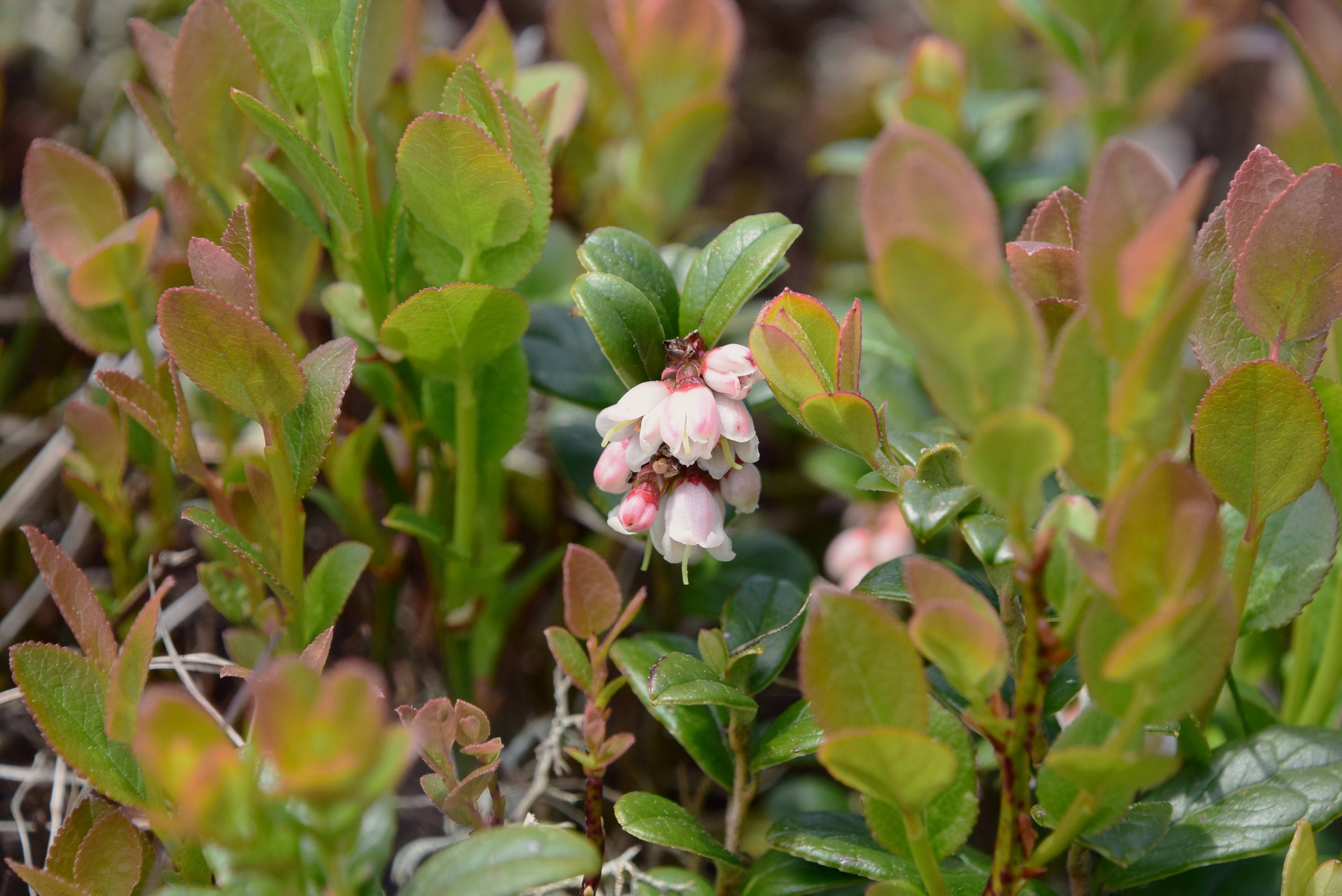 Close-up of small pinkish-white flowers surrounded by green leaves and stems, with some leaves showing a reddish tint.