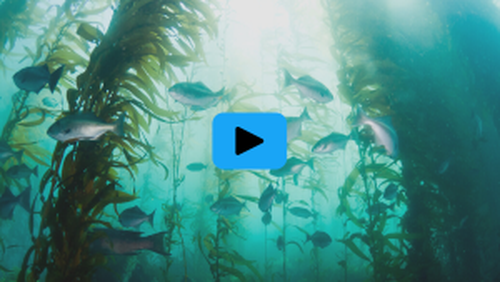 Fish in kelp forest with play button for sustainable business webinar