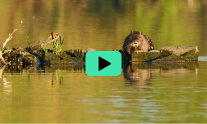 Otter standing on a rock in a calm, reflective pond with greenery in the background, and a play button overlaying the center.