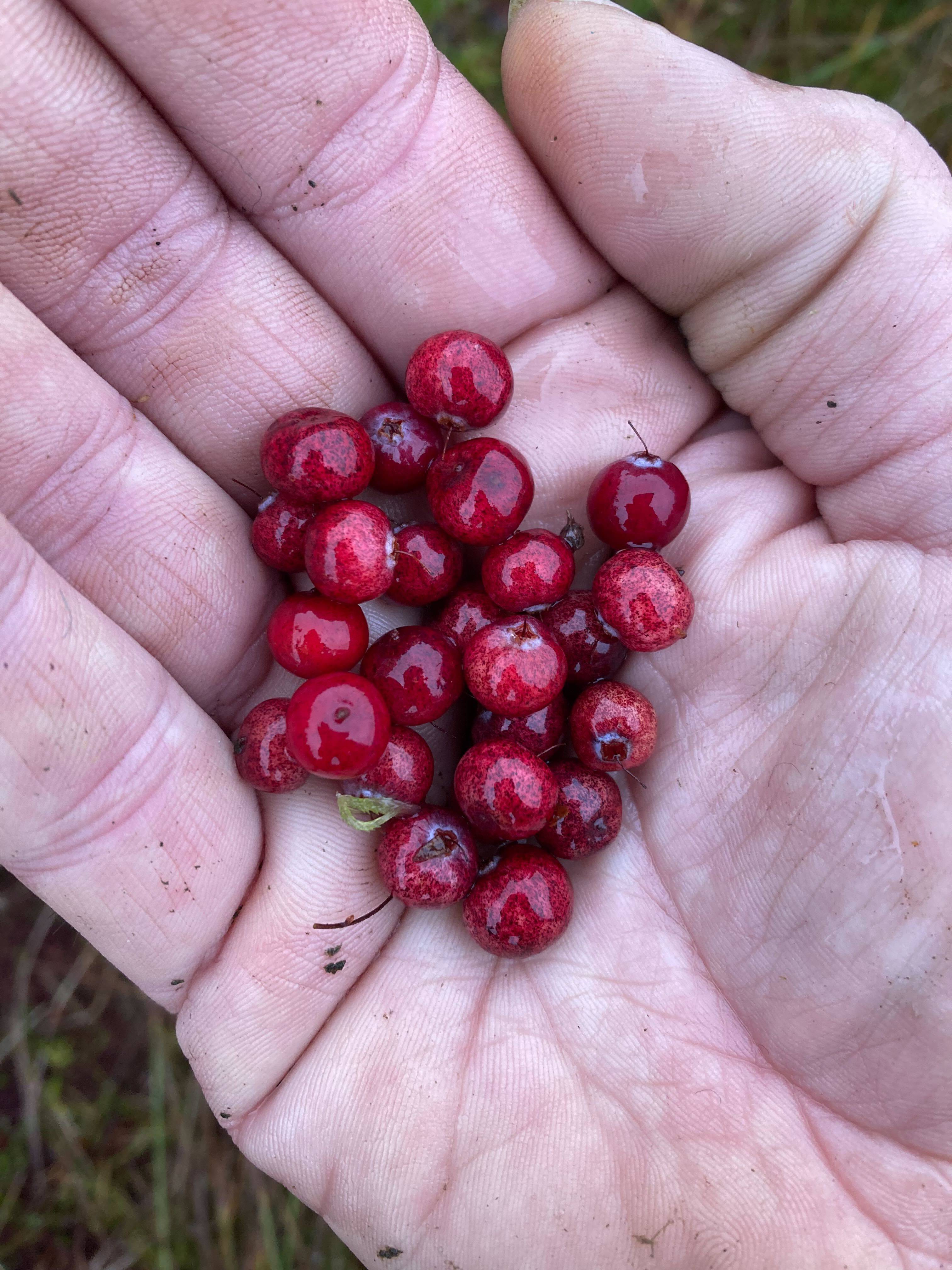 A close-up of a hand holding small, round red berries, with visible dirt on the fingers and palm.