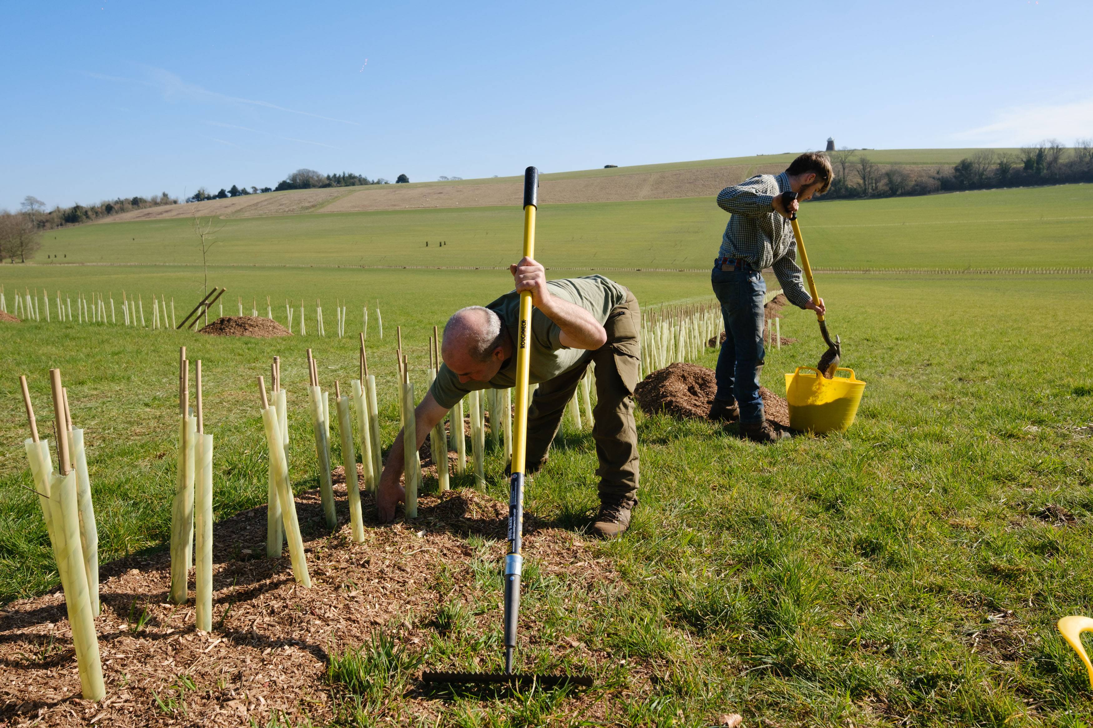 Two people planting young trees in a sunny field. One is placing saplings in protective tubes, the other digs with a shovel.