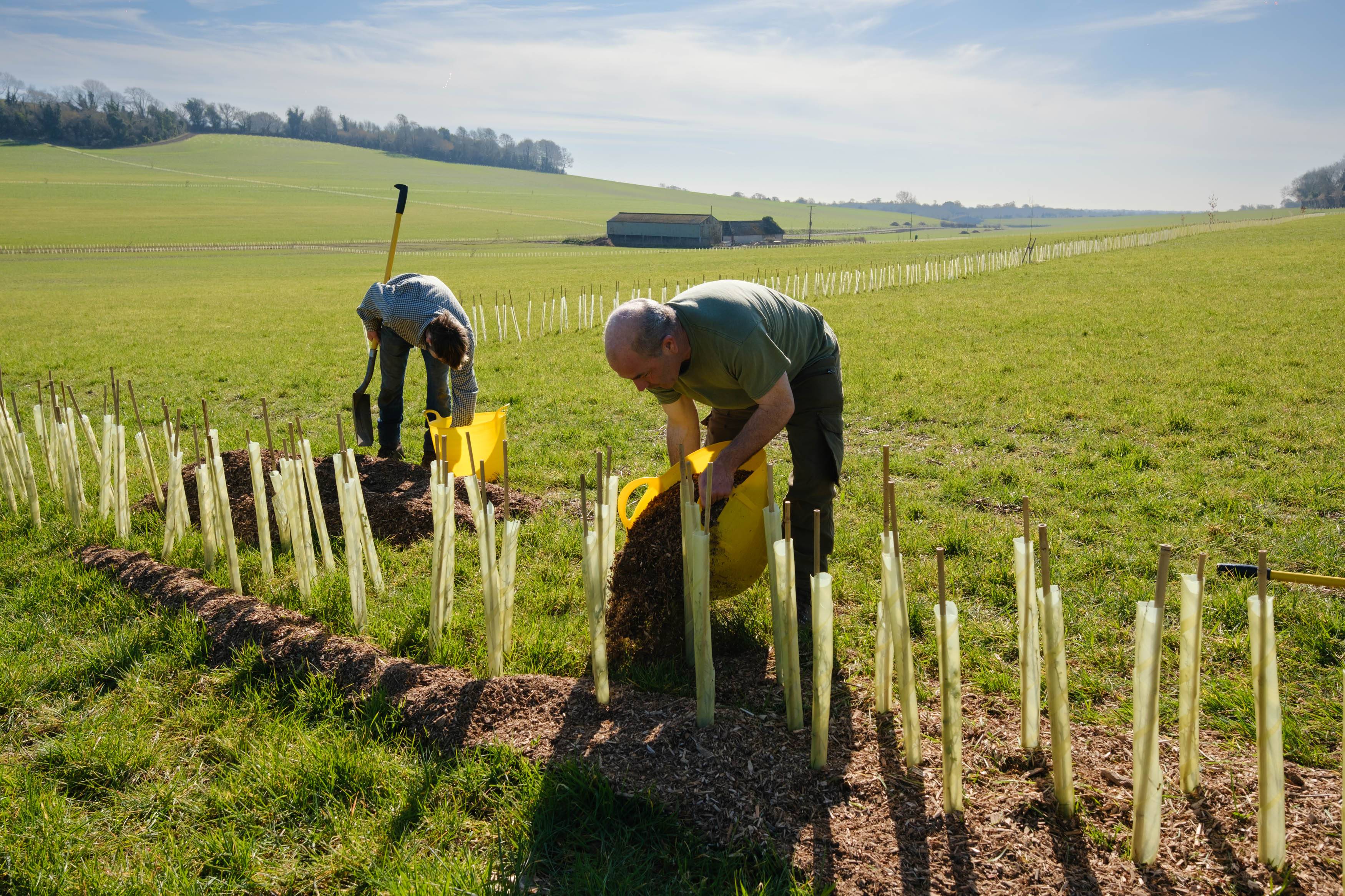 Two people plant trees in a field, using protective tubes and yellow buckets of mulch under a clear blue sky.