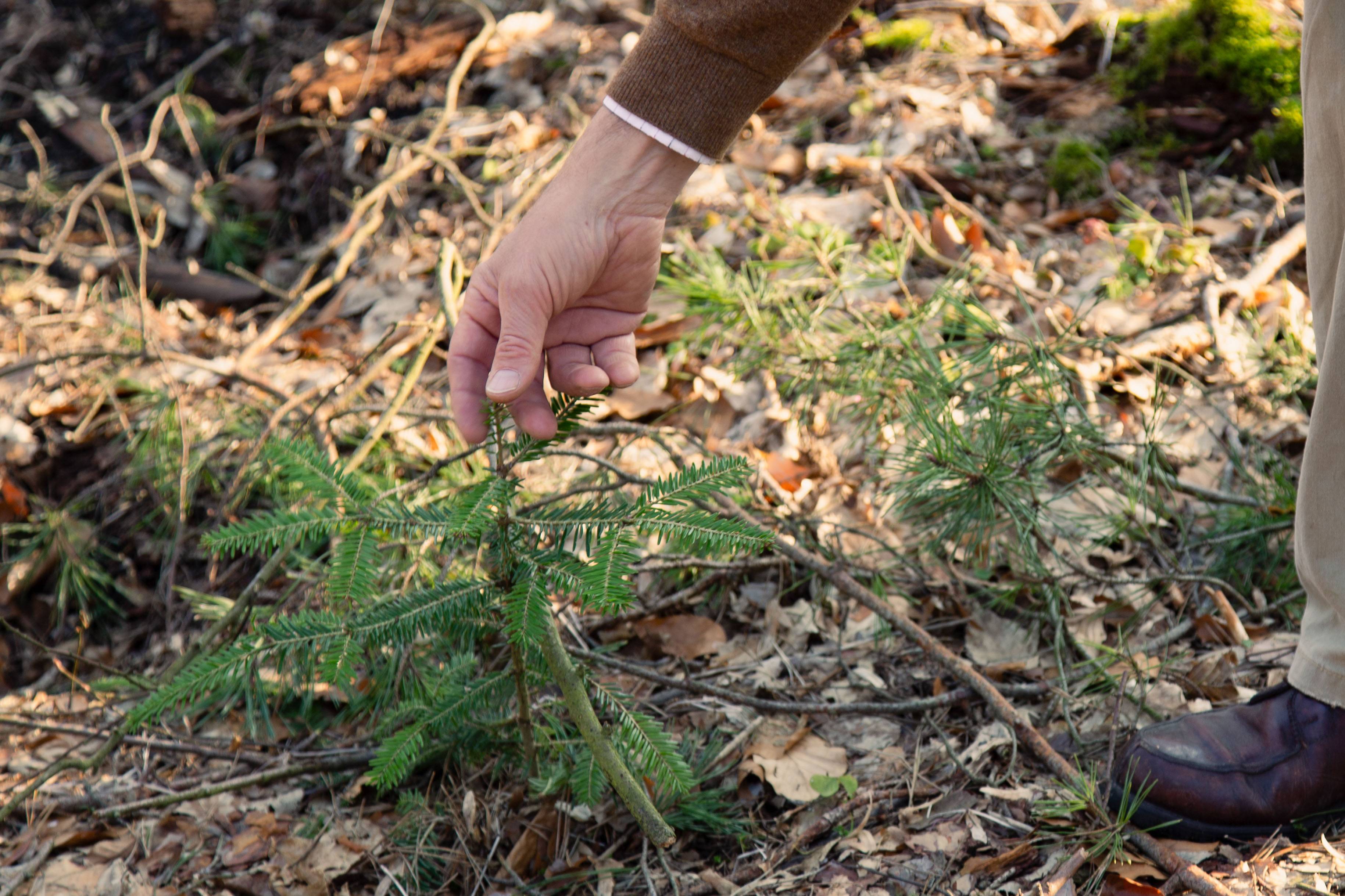 forest-adaptation-luckaitz-valley-germany-16