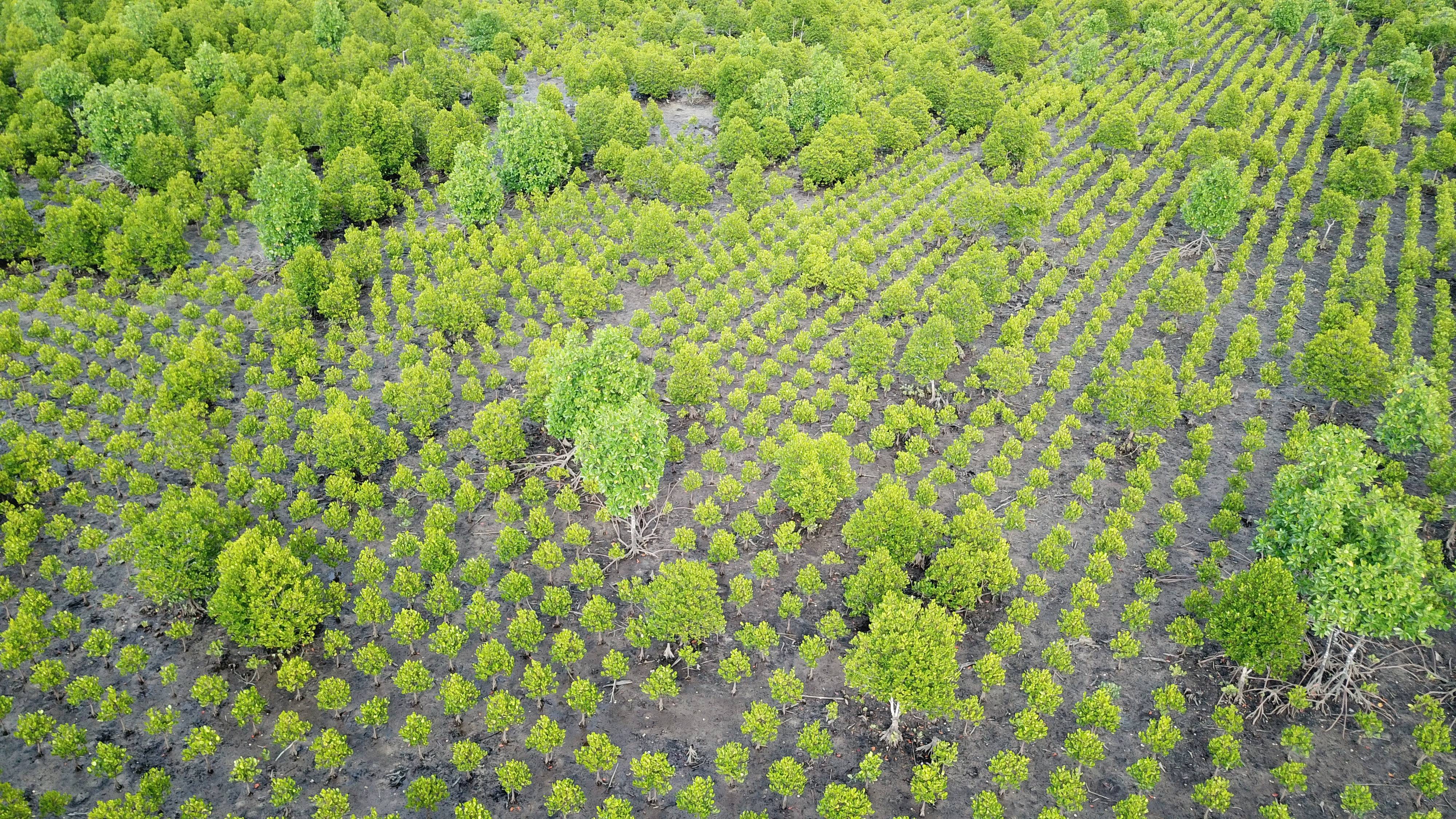 Aerial view of a dense, orderly mangrove plantation, showing rows of young green trees with a few larger ones interspersed.