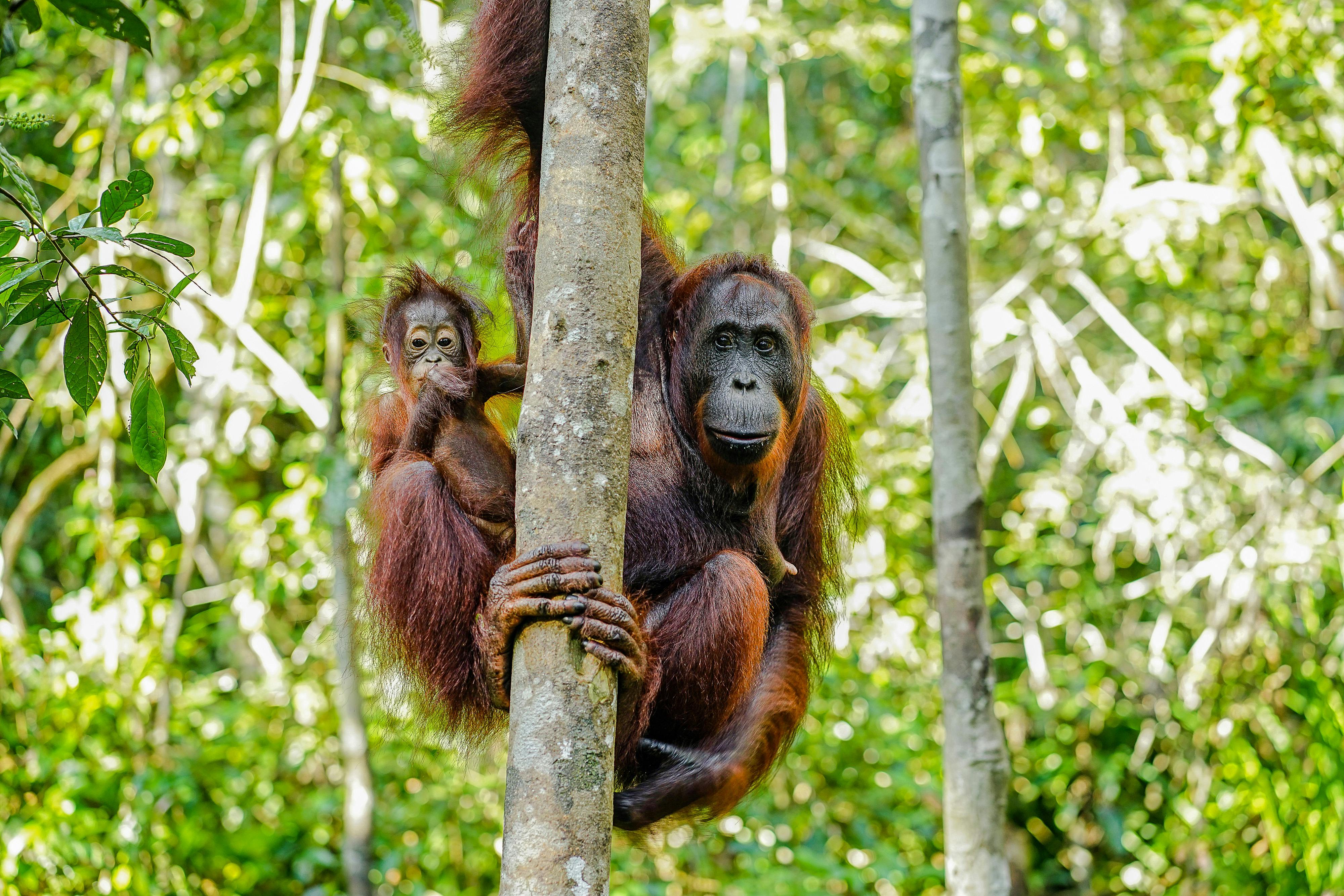 Orangutan mother and baby cling to a tree in a lush, green forest, with sunlight filtering through the leaves.